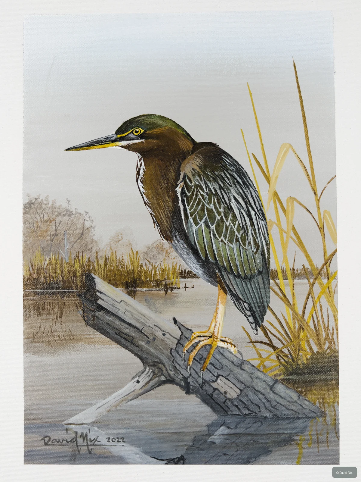 Little Green Heron perched on branch/snag in wetland setting.
