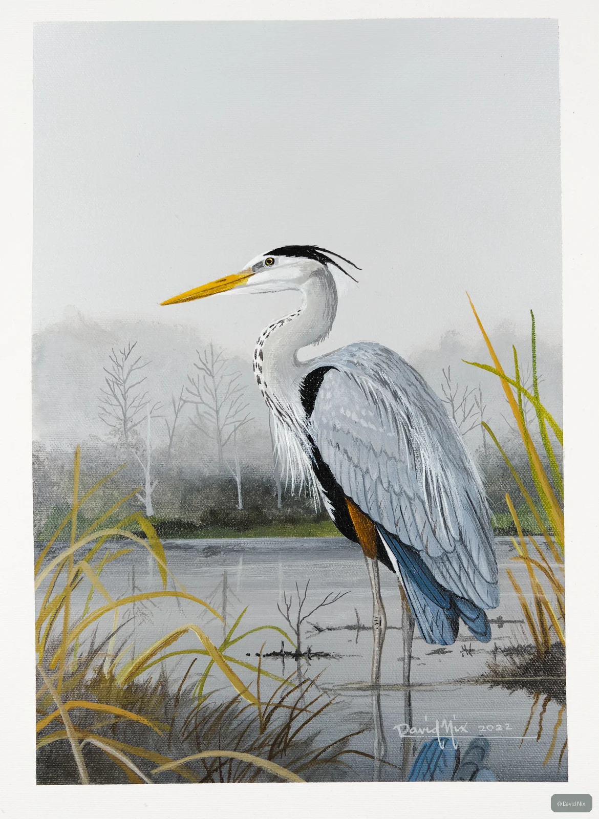 Great Blue Heron; great blue heron wildlife subject in wetland setting.