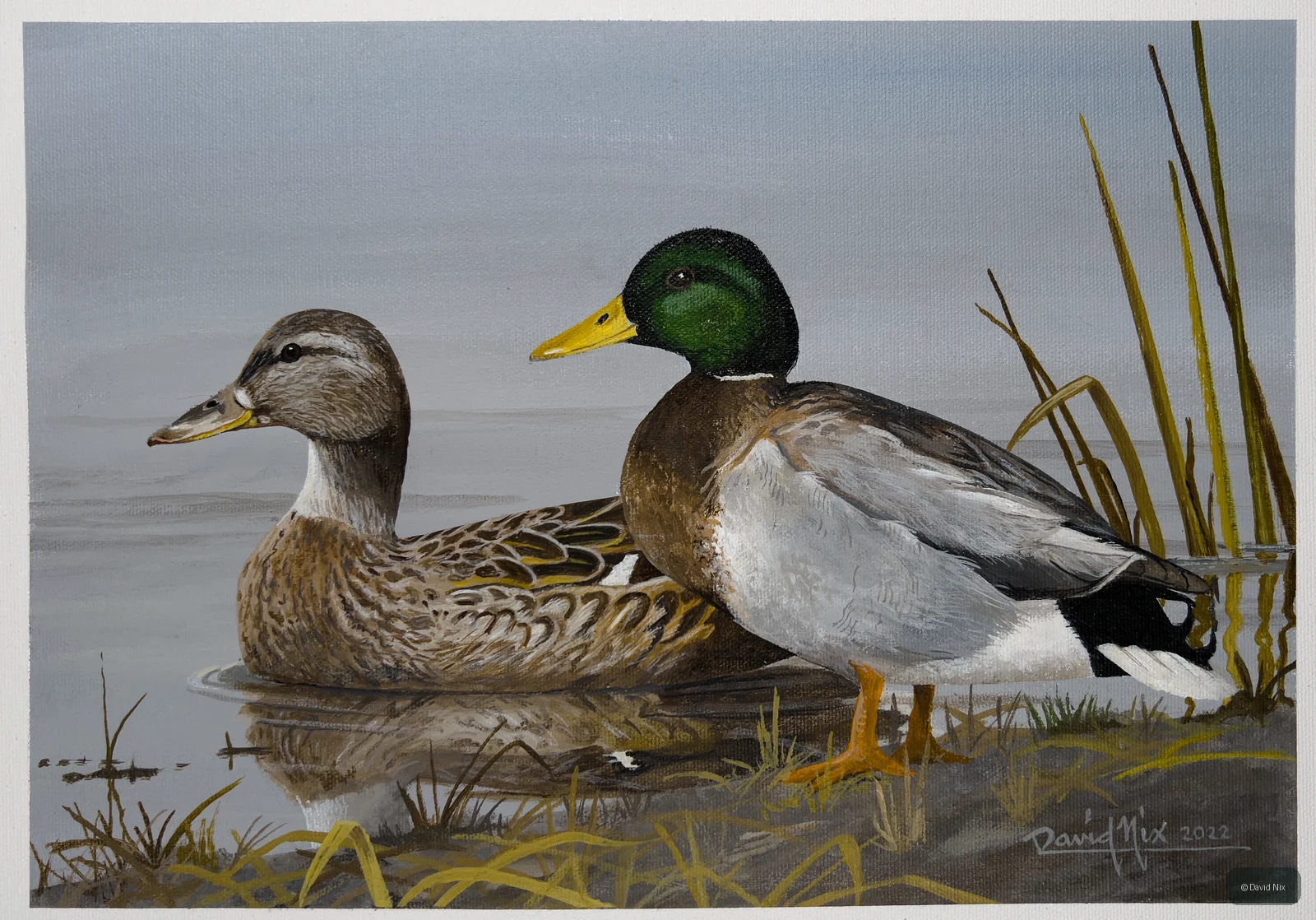 Mallard Pair at Daybreak; mallard duck wildlife artwork.