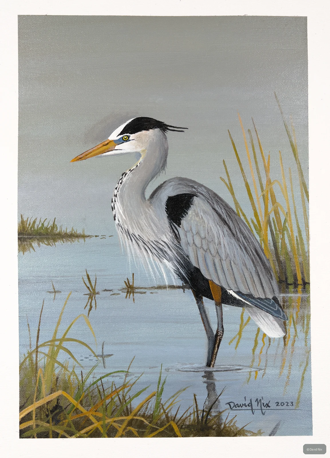 Great Blue Heron along shoreline in quiet wetland scene.