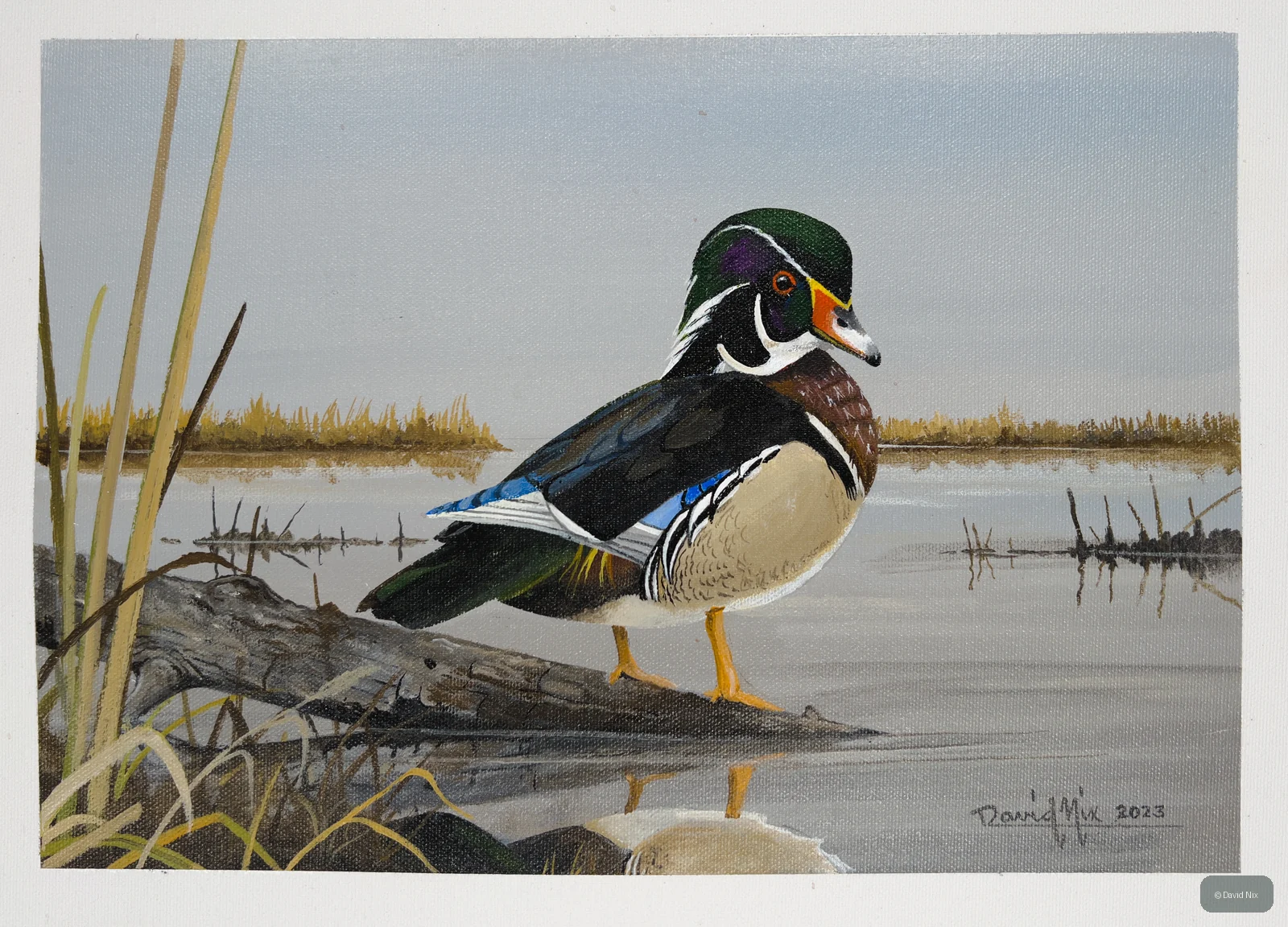 Wood Duck along shoreline in quiet wetland scene.