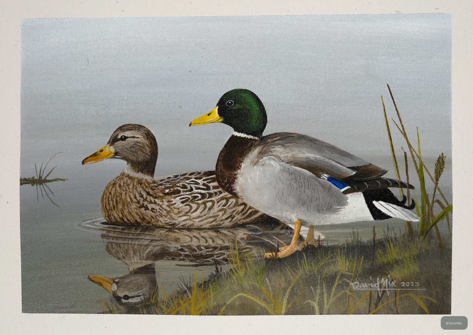 Pair of mallard duck in a marsh or wetland setting.