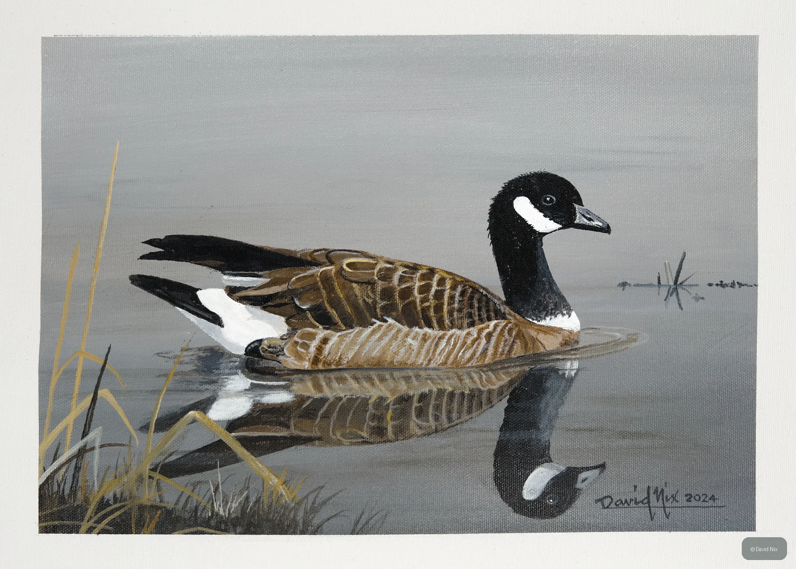 Canada Goose swimming on calm water with soft reflections.