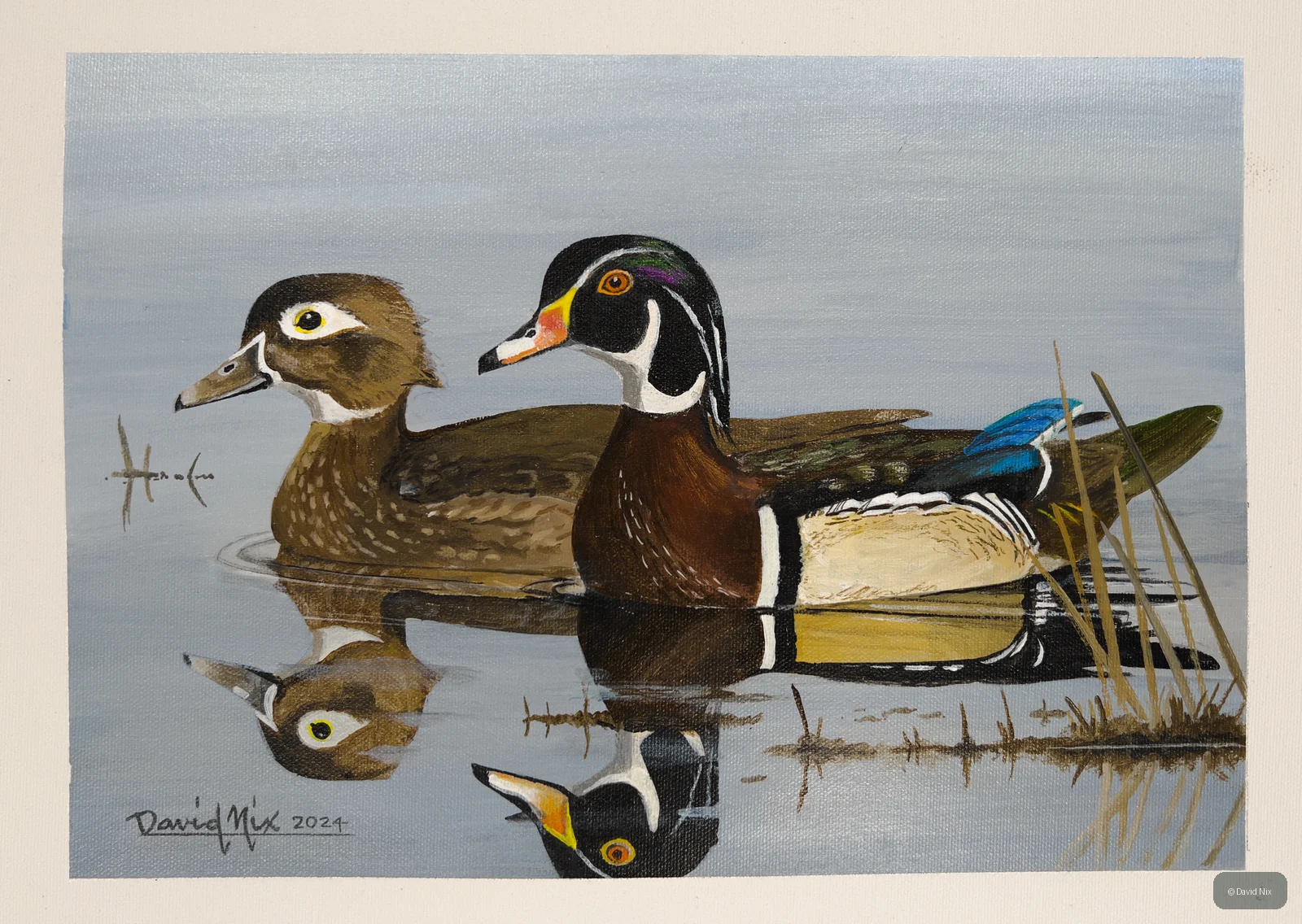 Pair of wood duck in a marsh or wetland setting.