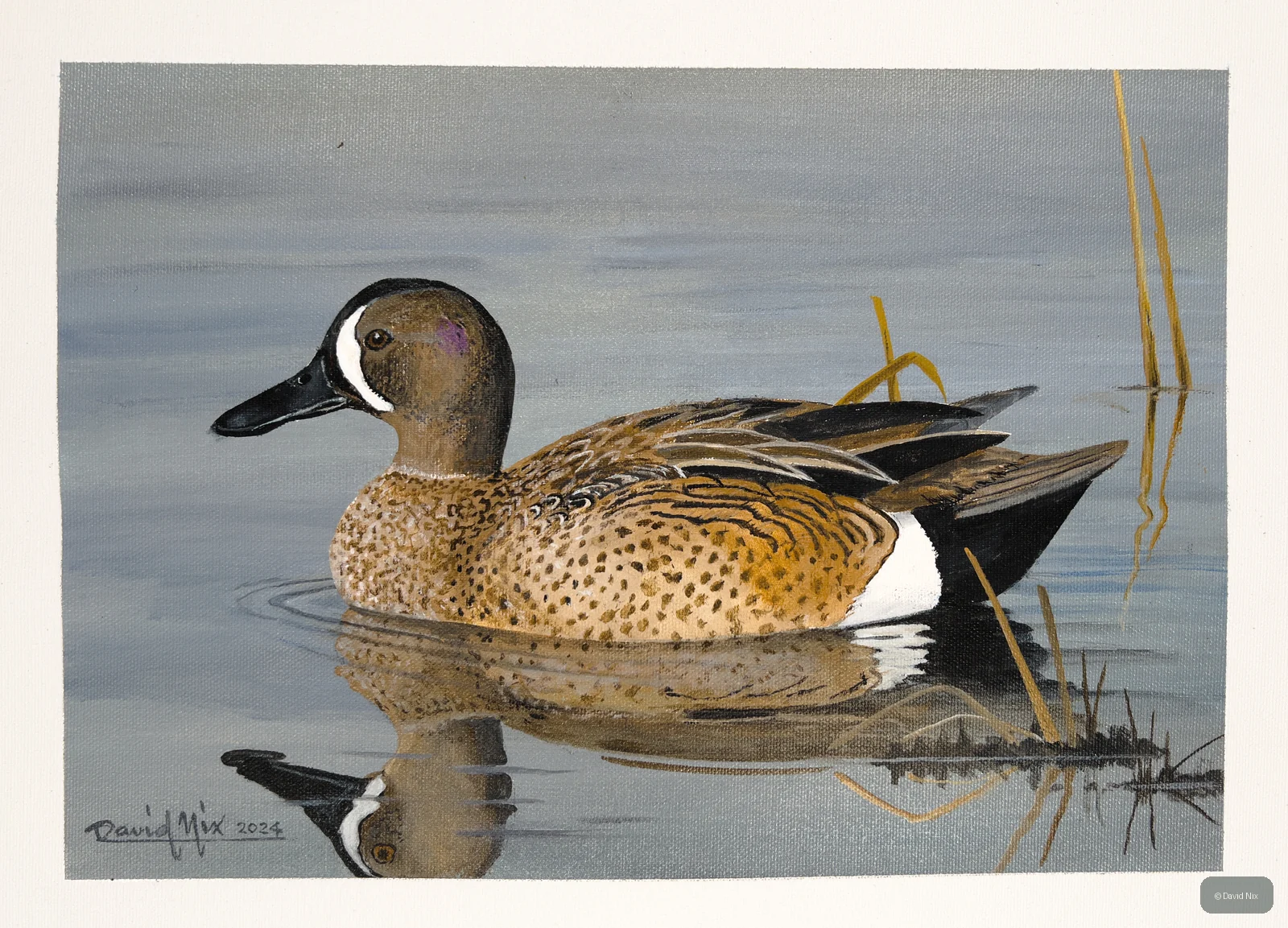 Blue-Winged Teal; blue-winged teal wildlife subject in wetland setting.