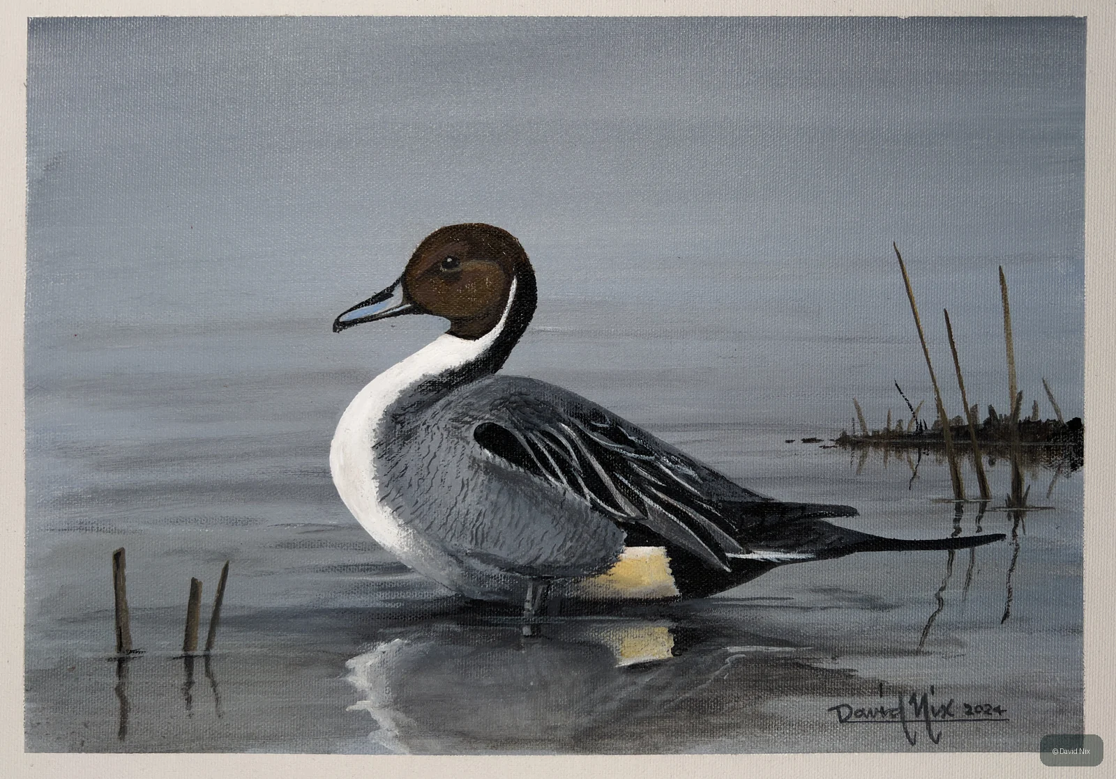 Pintail Wading in the Morning; pintail duck wildlife artwork.