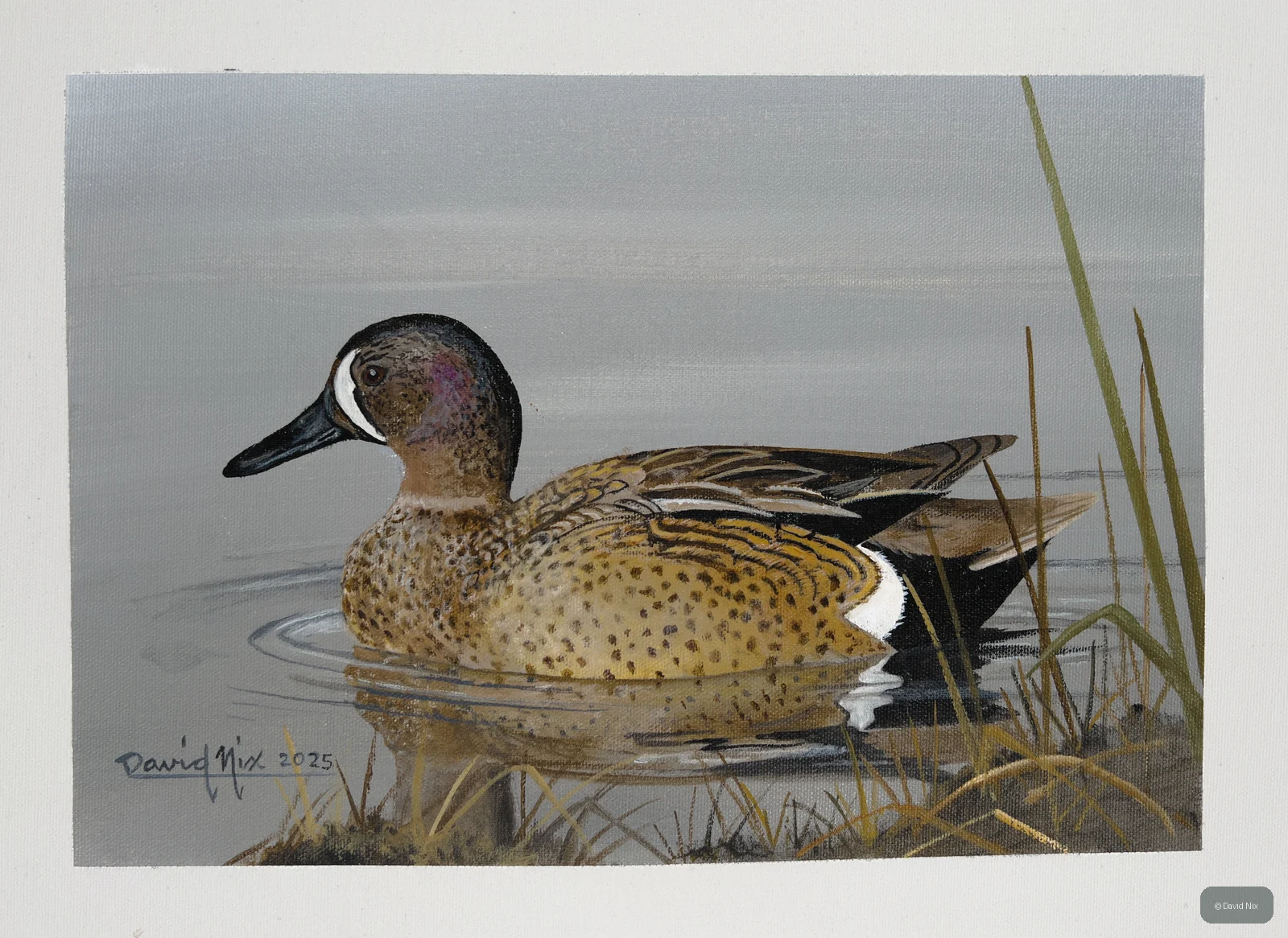 Blue-Winged Teal; blue-winged teal wildlife subject in wetland setting.