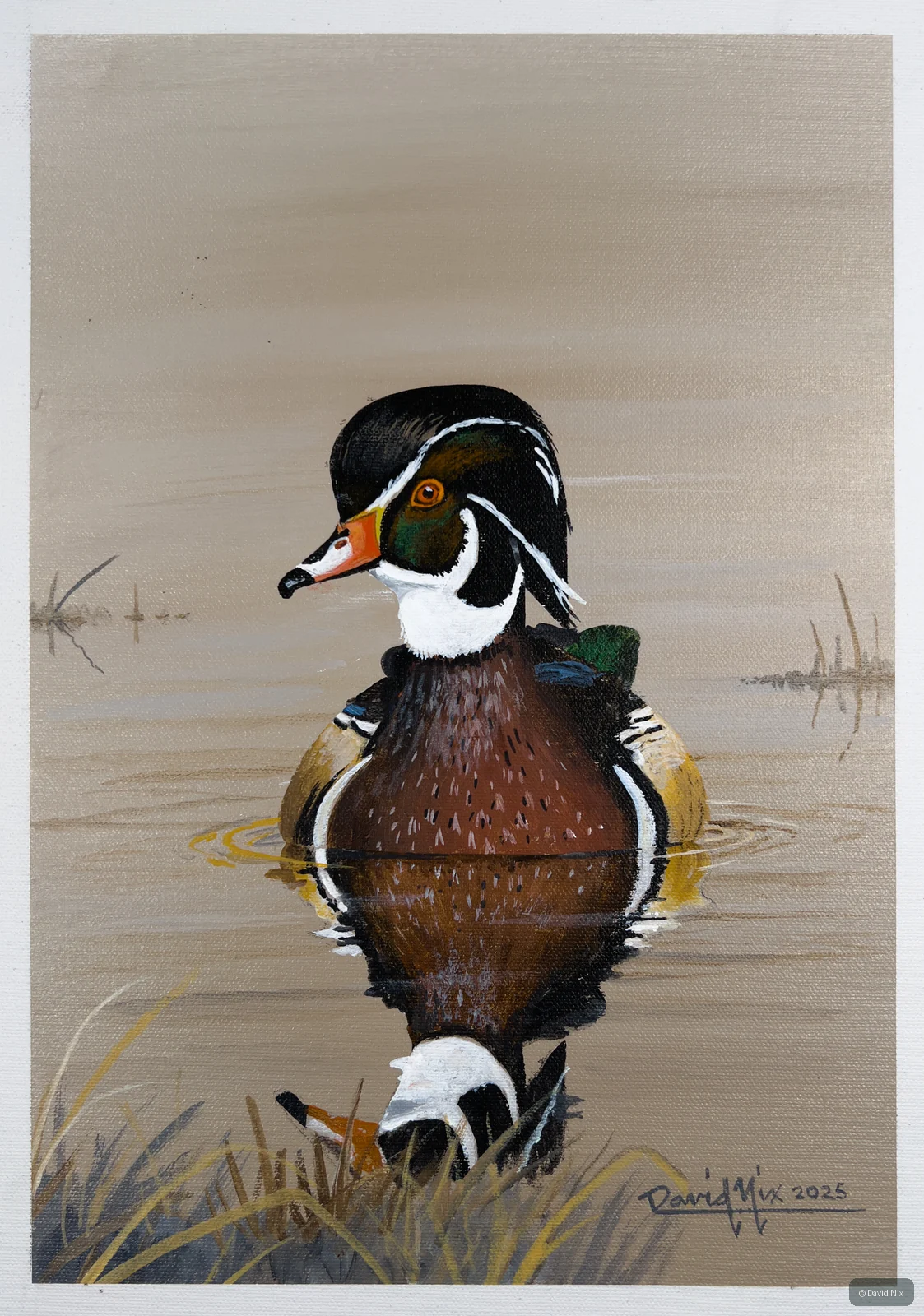 Wood Duck Reflected wildlife artwork.