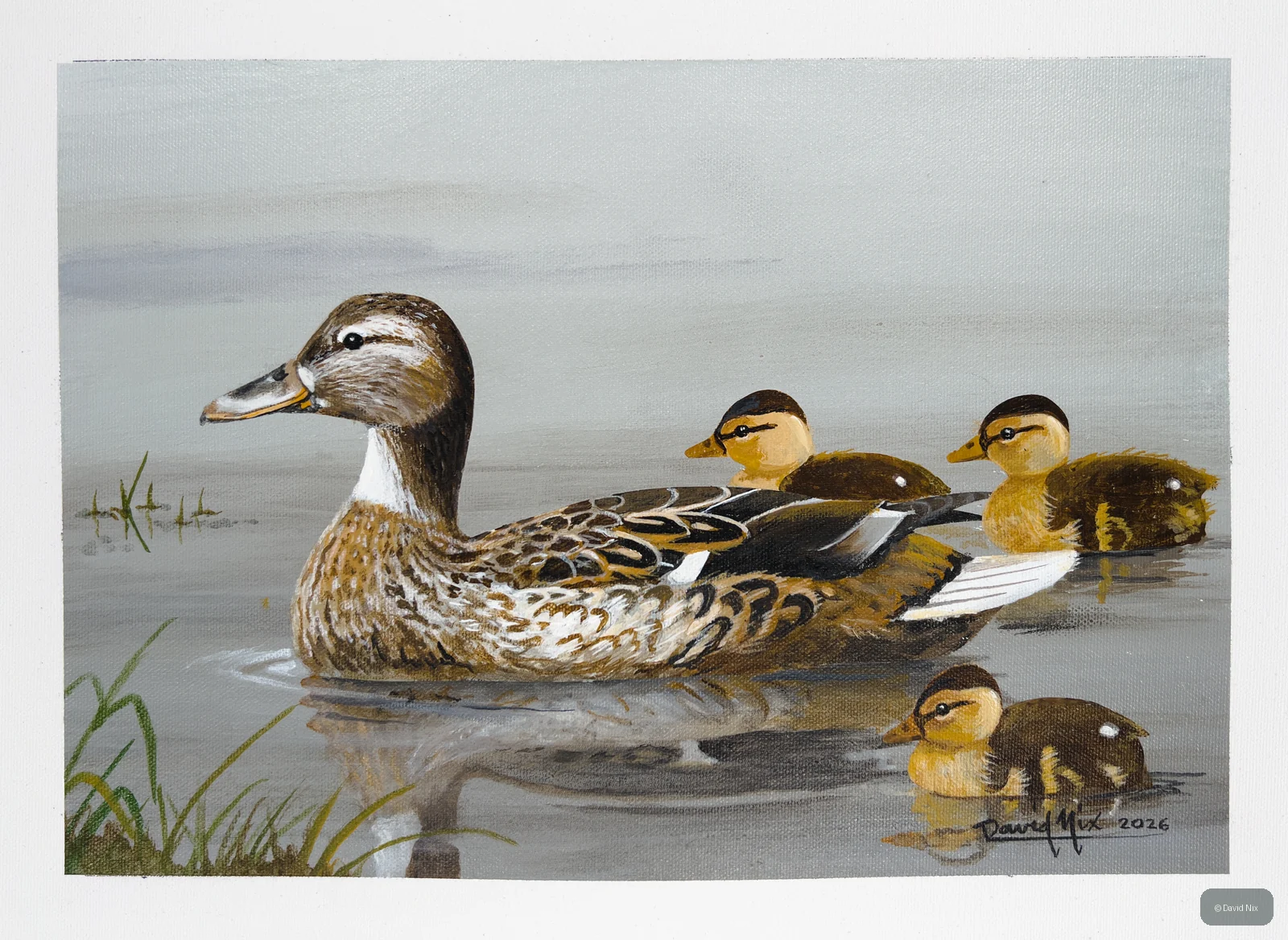 Mallard Duck family with ducklings on calm water.