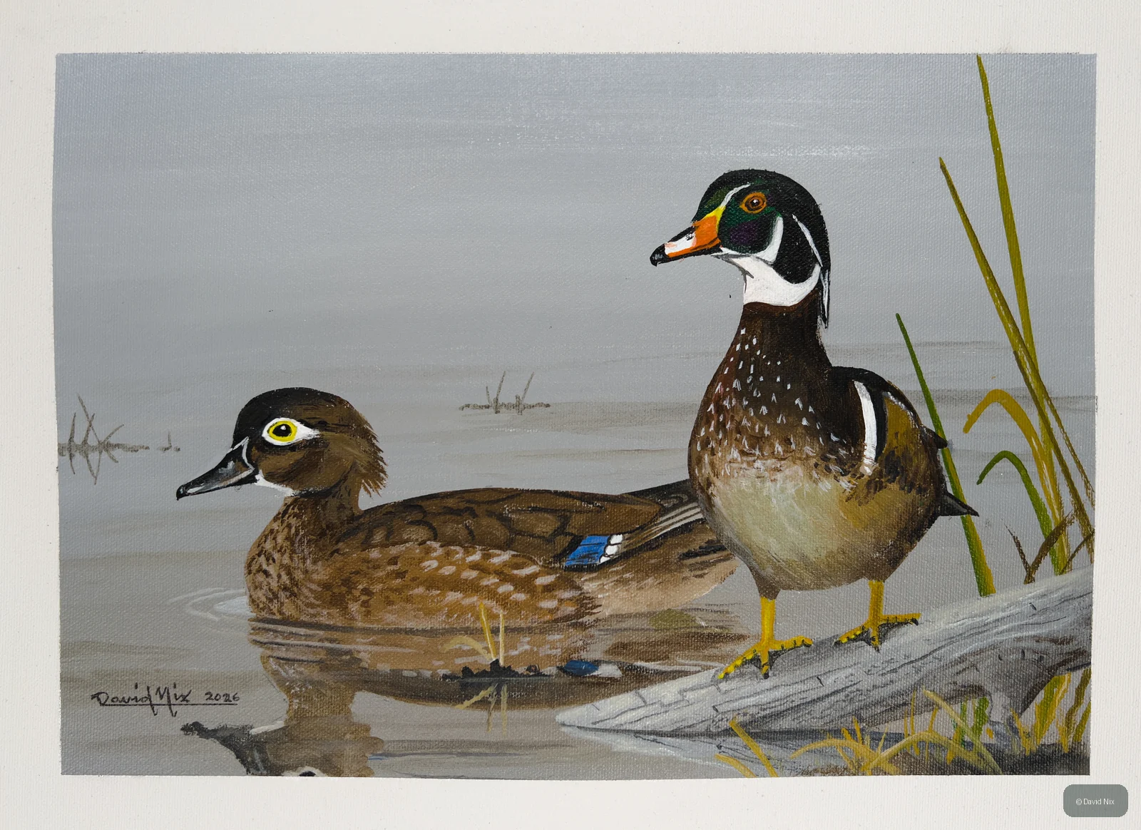 Pair of wood duck in a marsh or wetland setting.