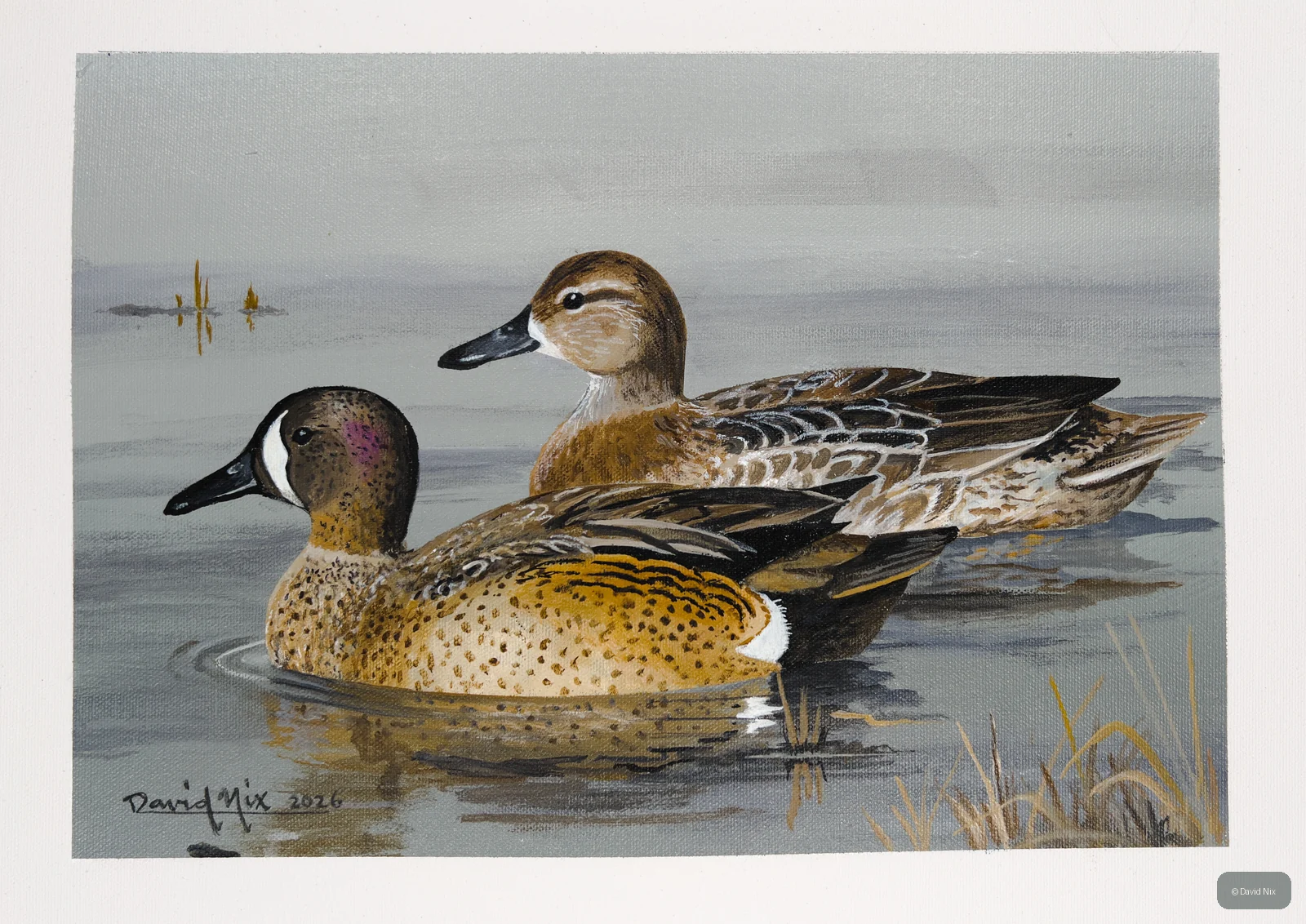 Male and female blue-winged teal pair on calm water.