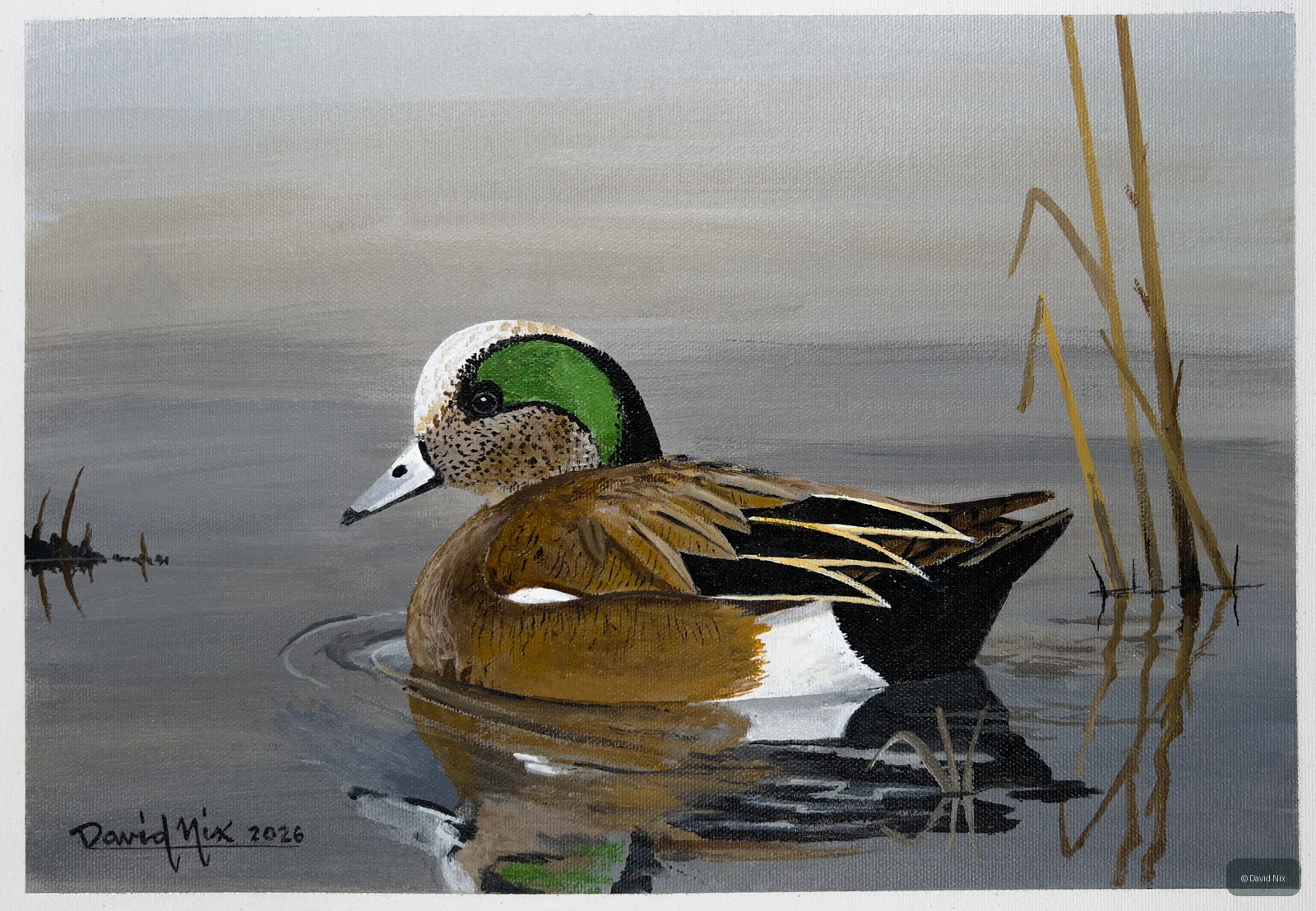 American Wigeon Floating in Reeds wildlife artwork.
