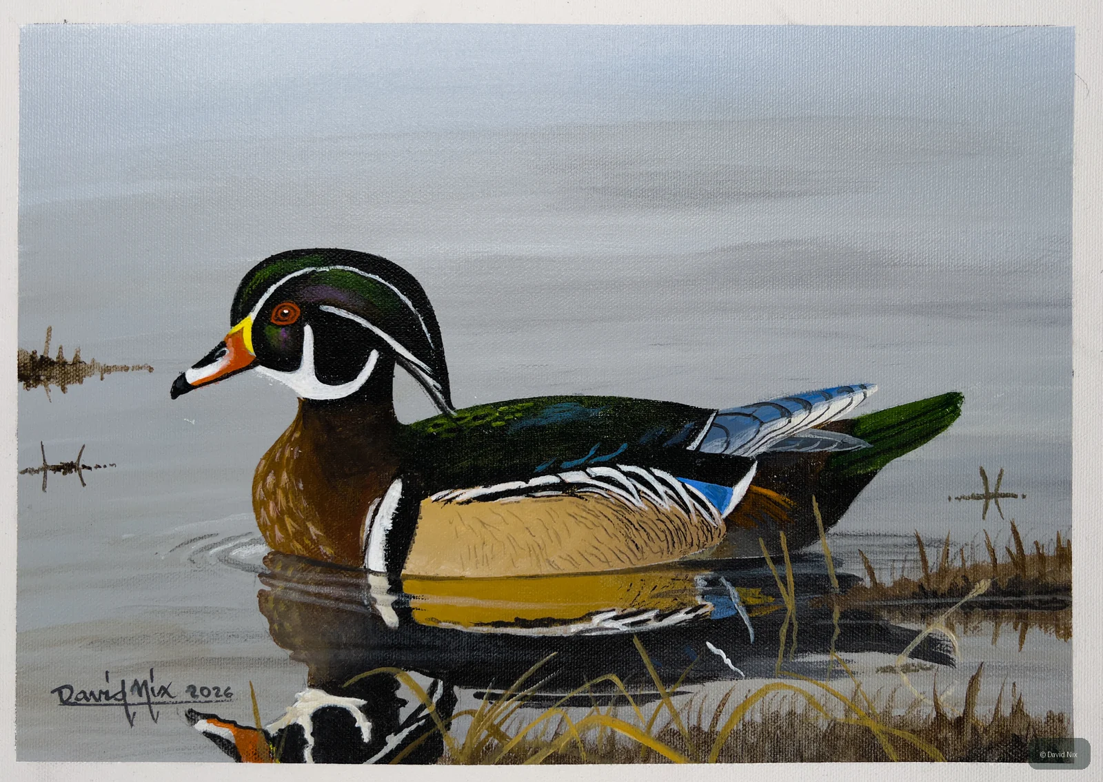 Wood Duck Exploring on the Pond wildlife artwork.