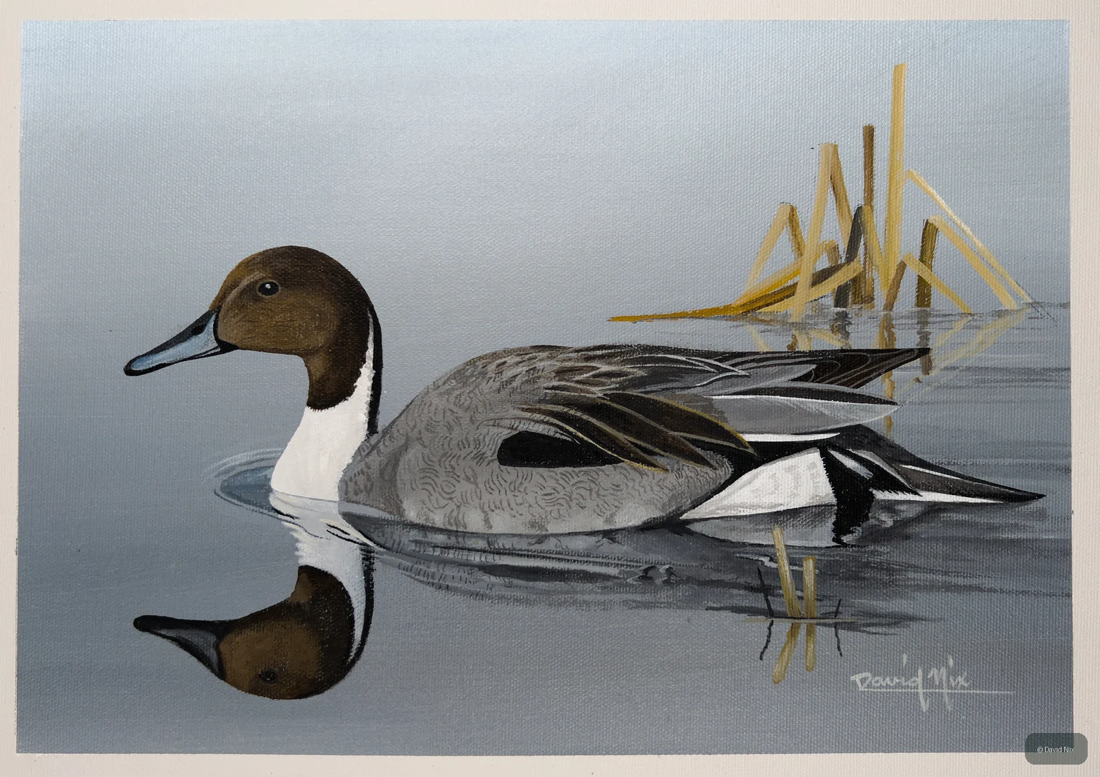 Clever Pintail; pintail duck wildlife artwork.