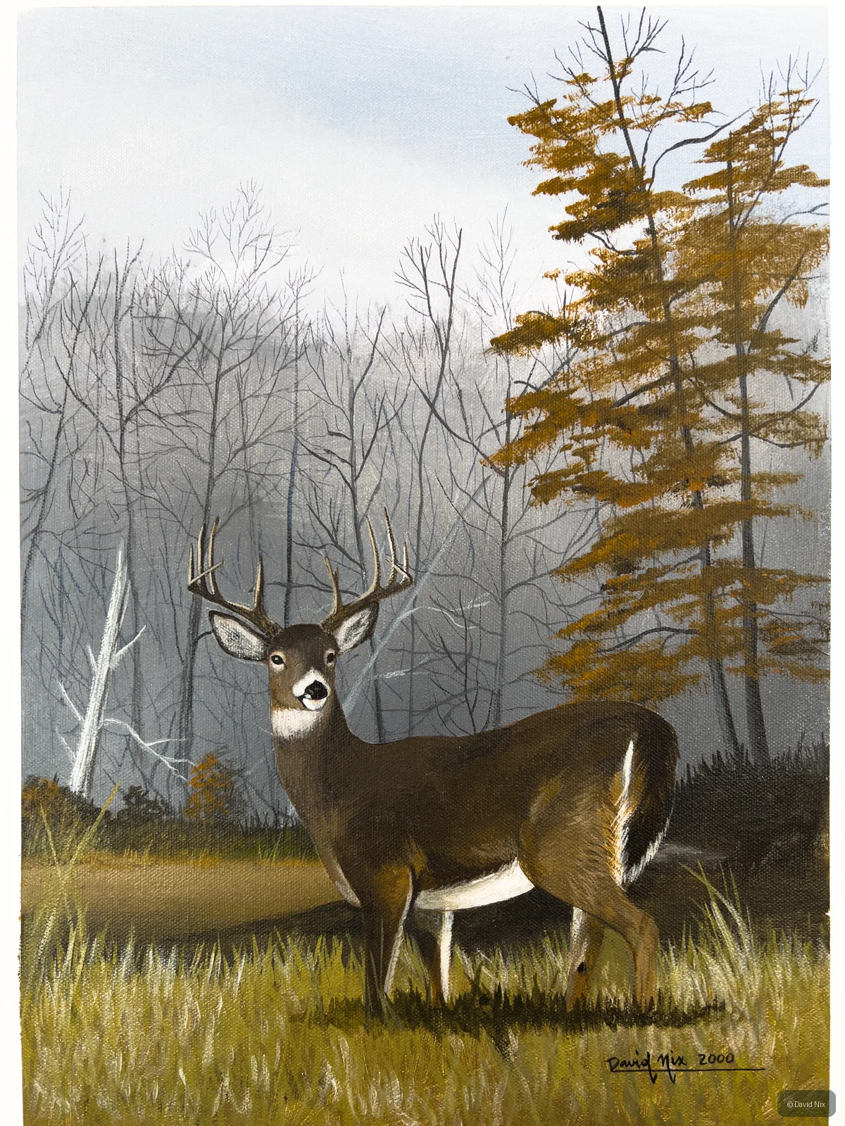 Young Buck in Autumn; whitetail deer subject in the wildlife series.