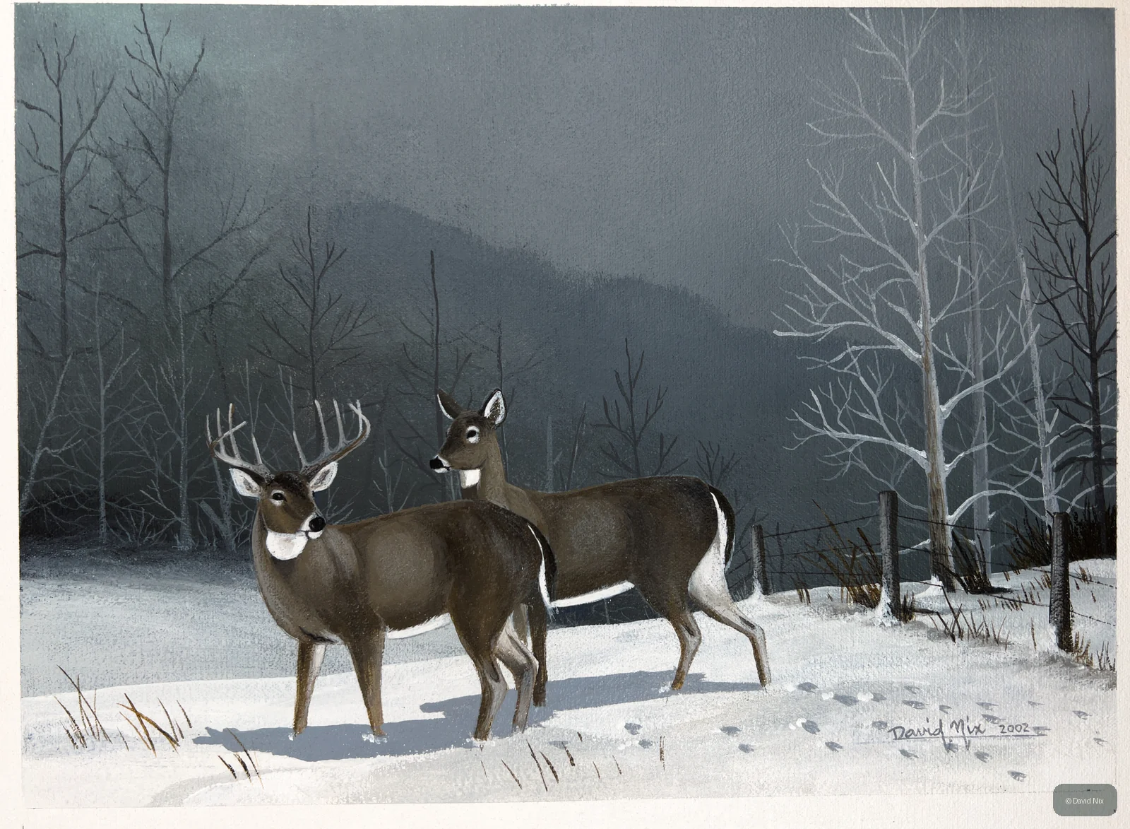 Buck and Doe in the Snow; whitetail deer subject in the wildlife series.