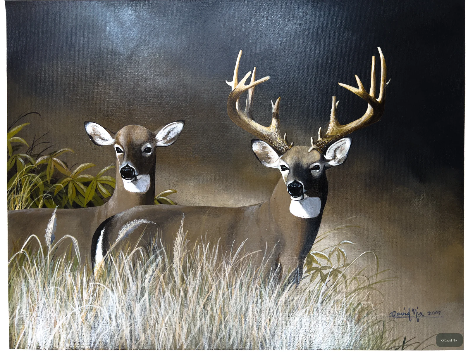 Buck and Doe in the Grass; whitetail deer subject in the wildlife series.