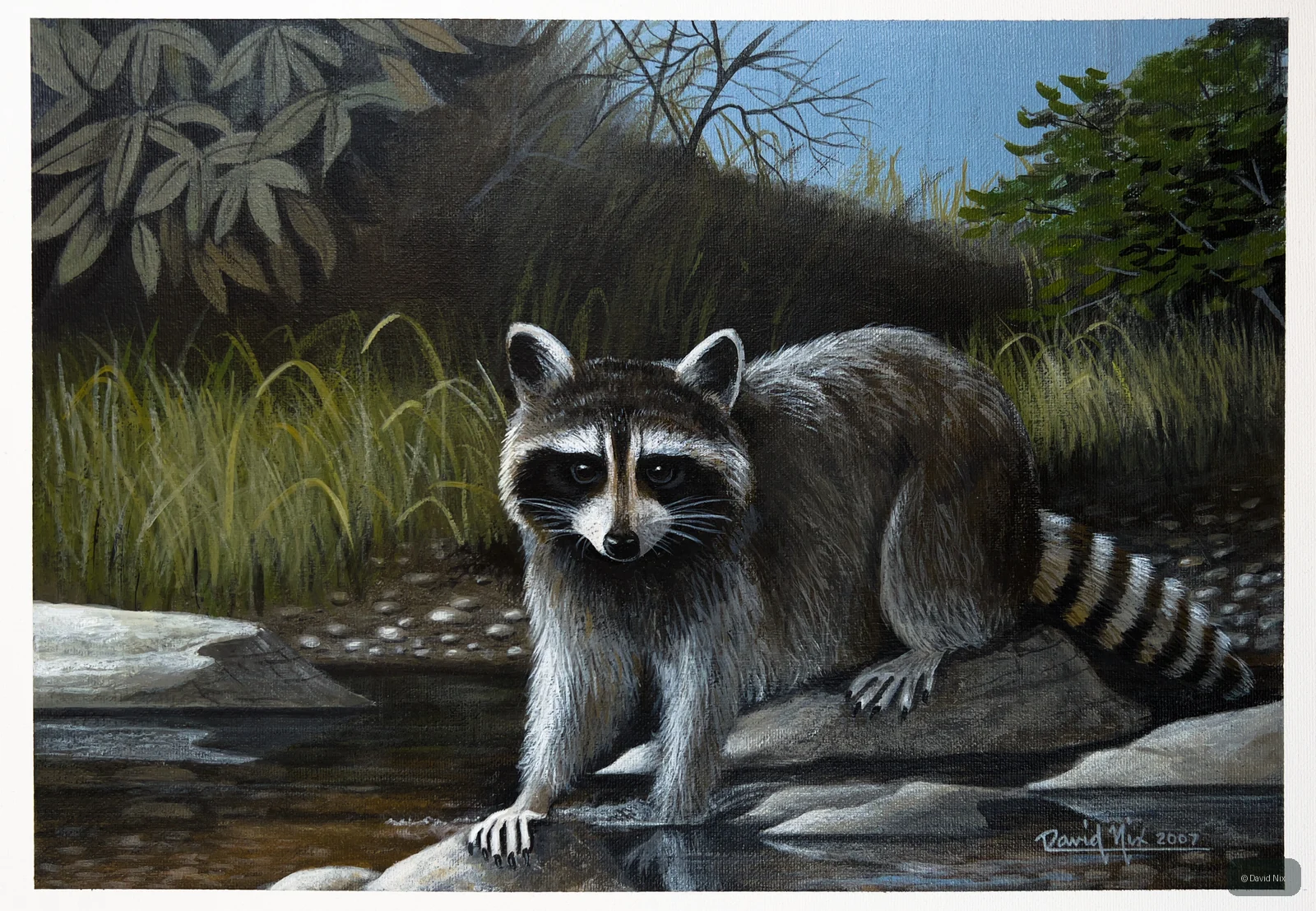 Raccoon on Creek’s Edge; original wildlife artwork in the wildlife series.