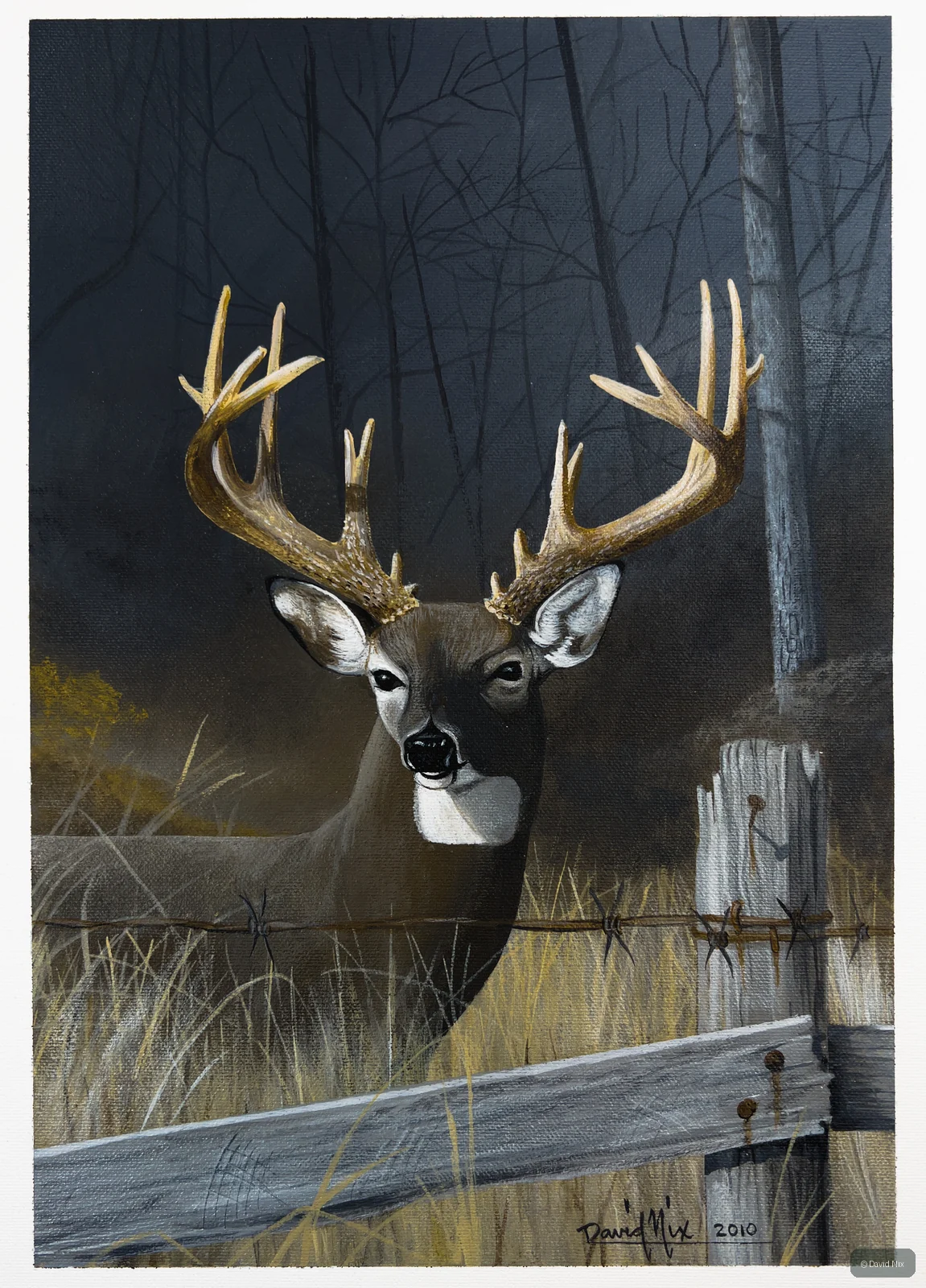Buck with Massive Rack; whitetail deer subject in the wildlife series.