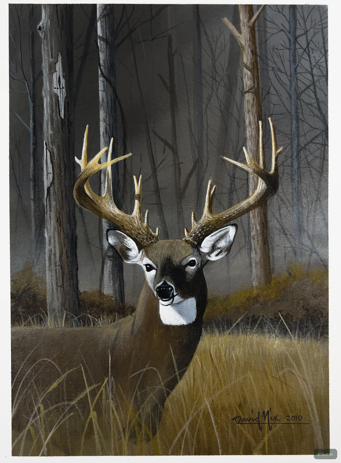 Buck on Forest’s Edge; whitetail deer subject in the wildlife series.