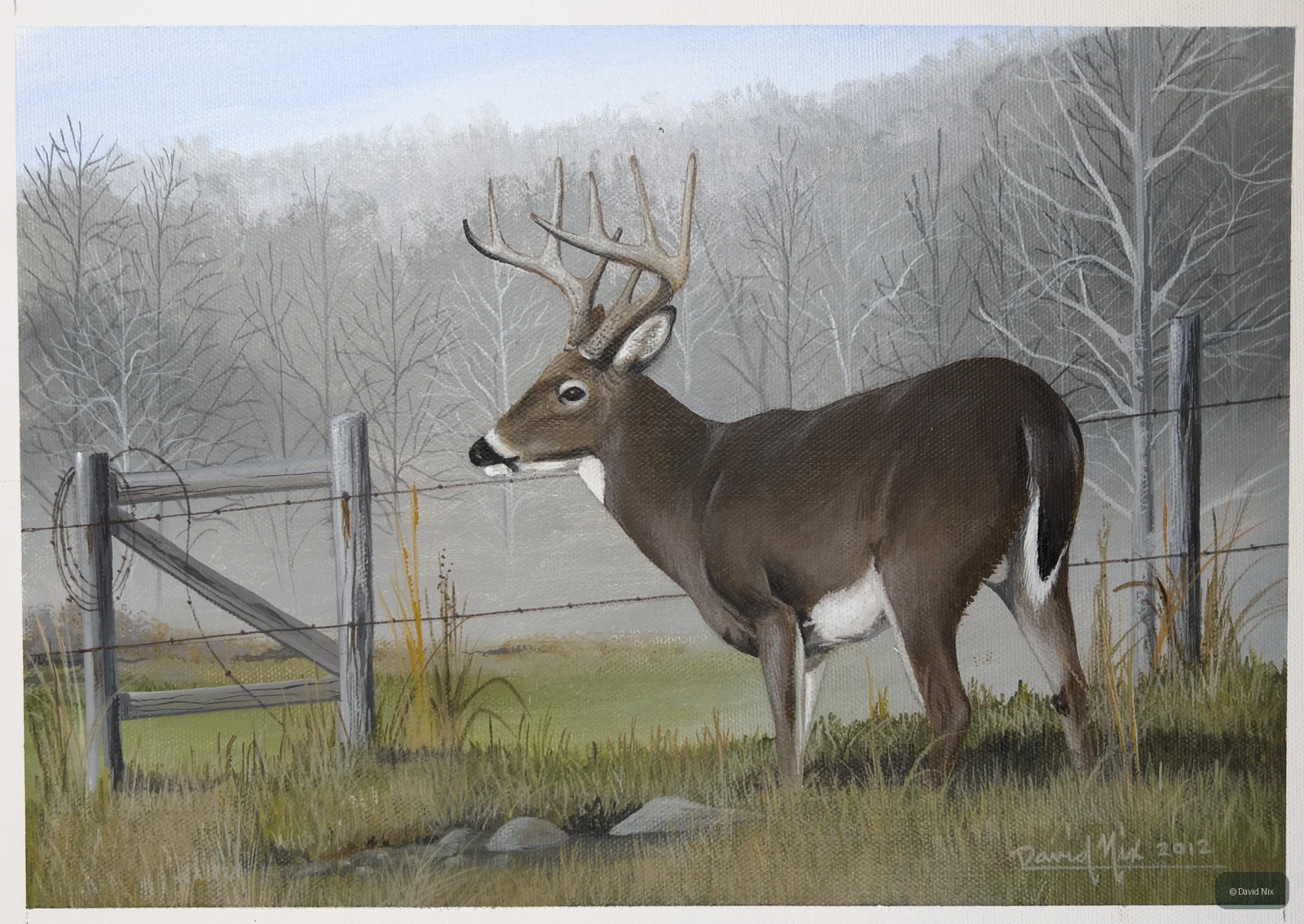 Buck at Fenceline; whitetail deer subject in the wildlife series.
