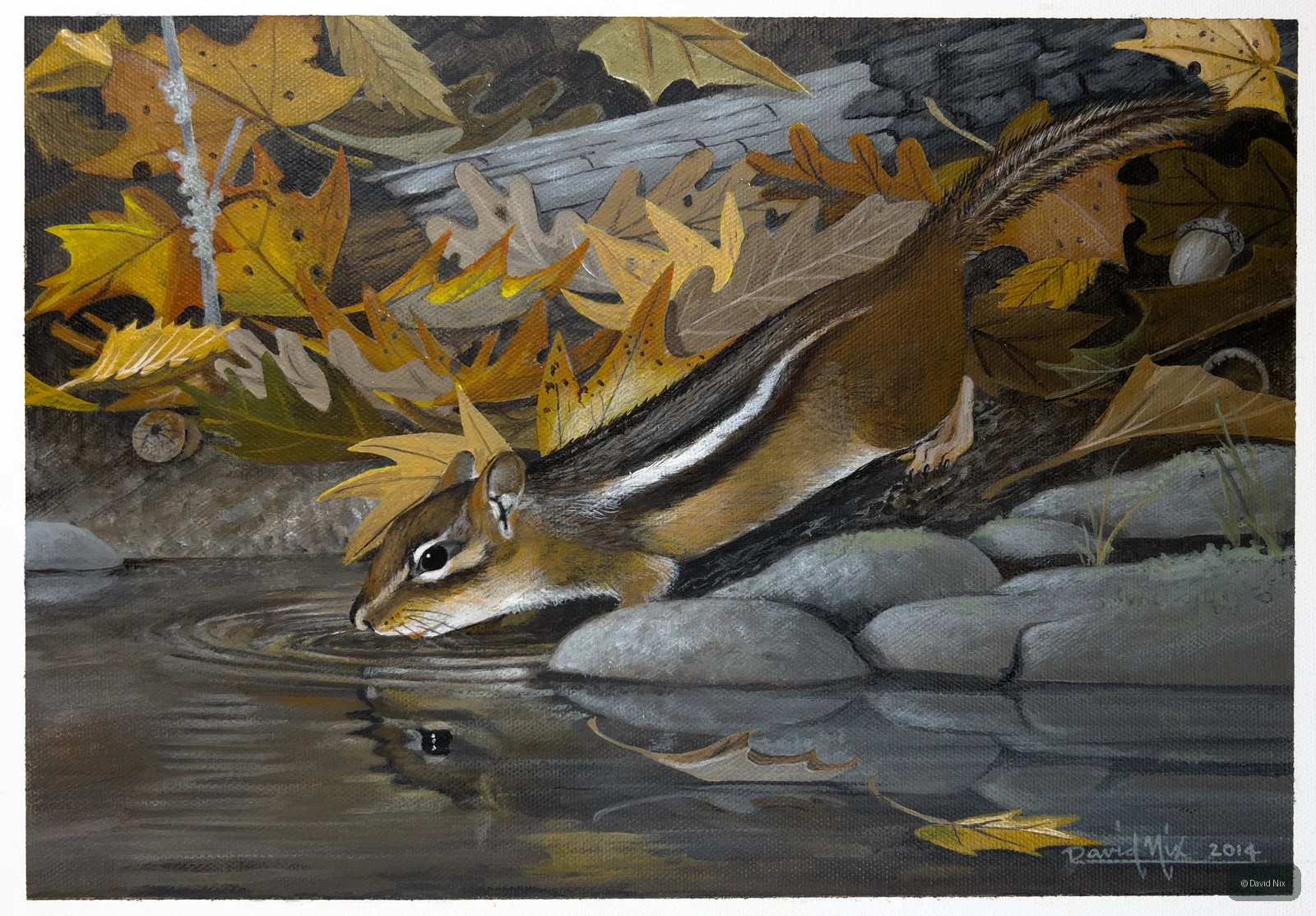 Thirsty Chipmunk; original wildlife artwork in the wildlife series.