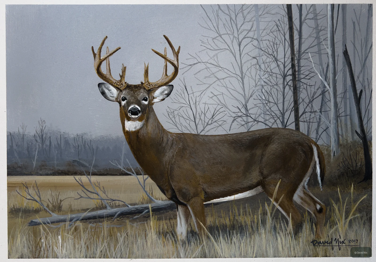 Buck in Winter Field; whitetail deer subject in the wildlife series.