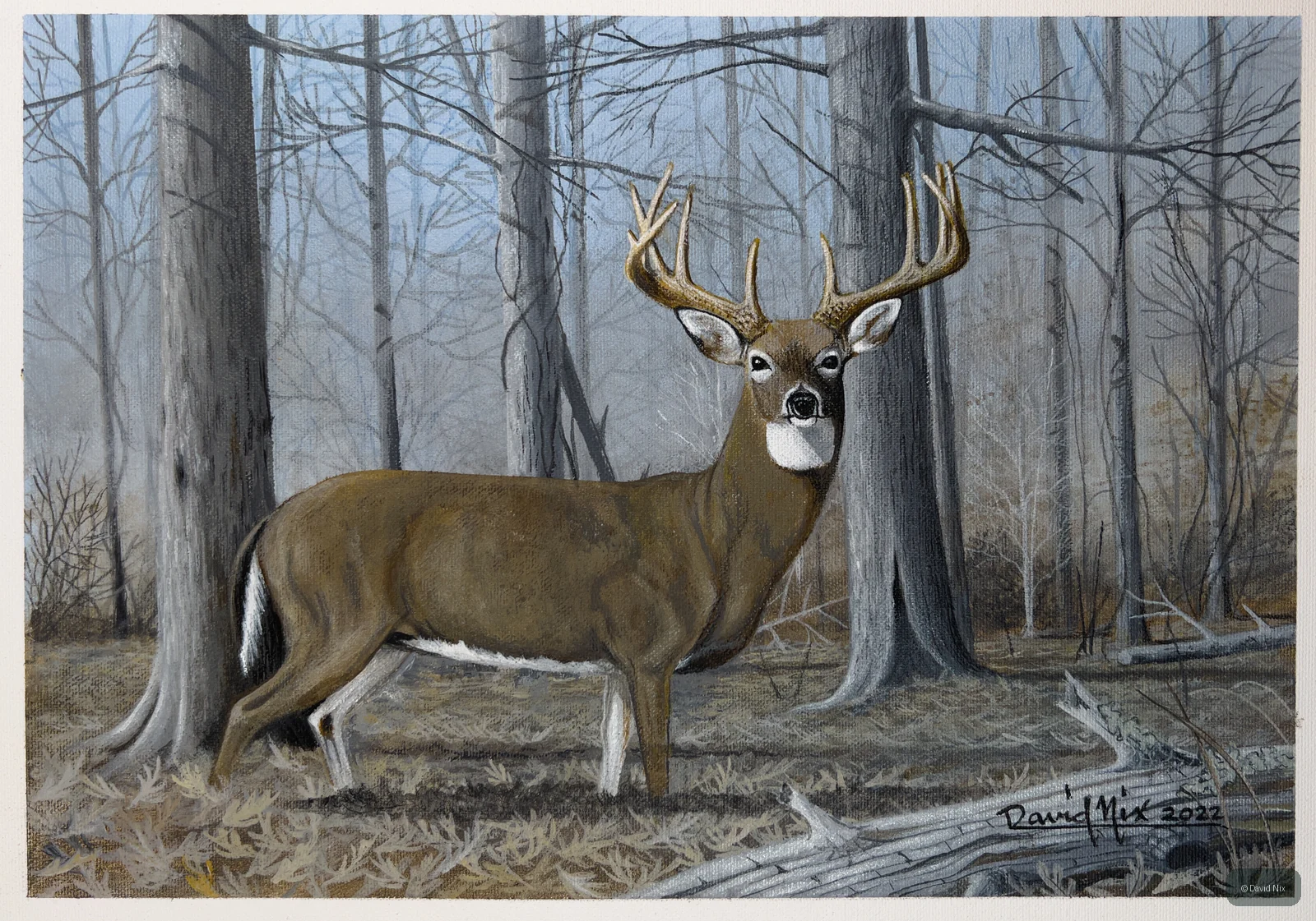 Buck in Winter  Forest; whitetail deer subject in the wildlife series.