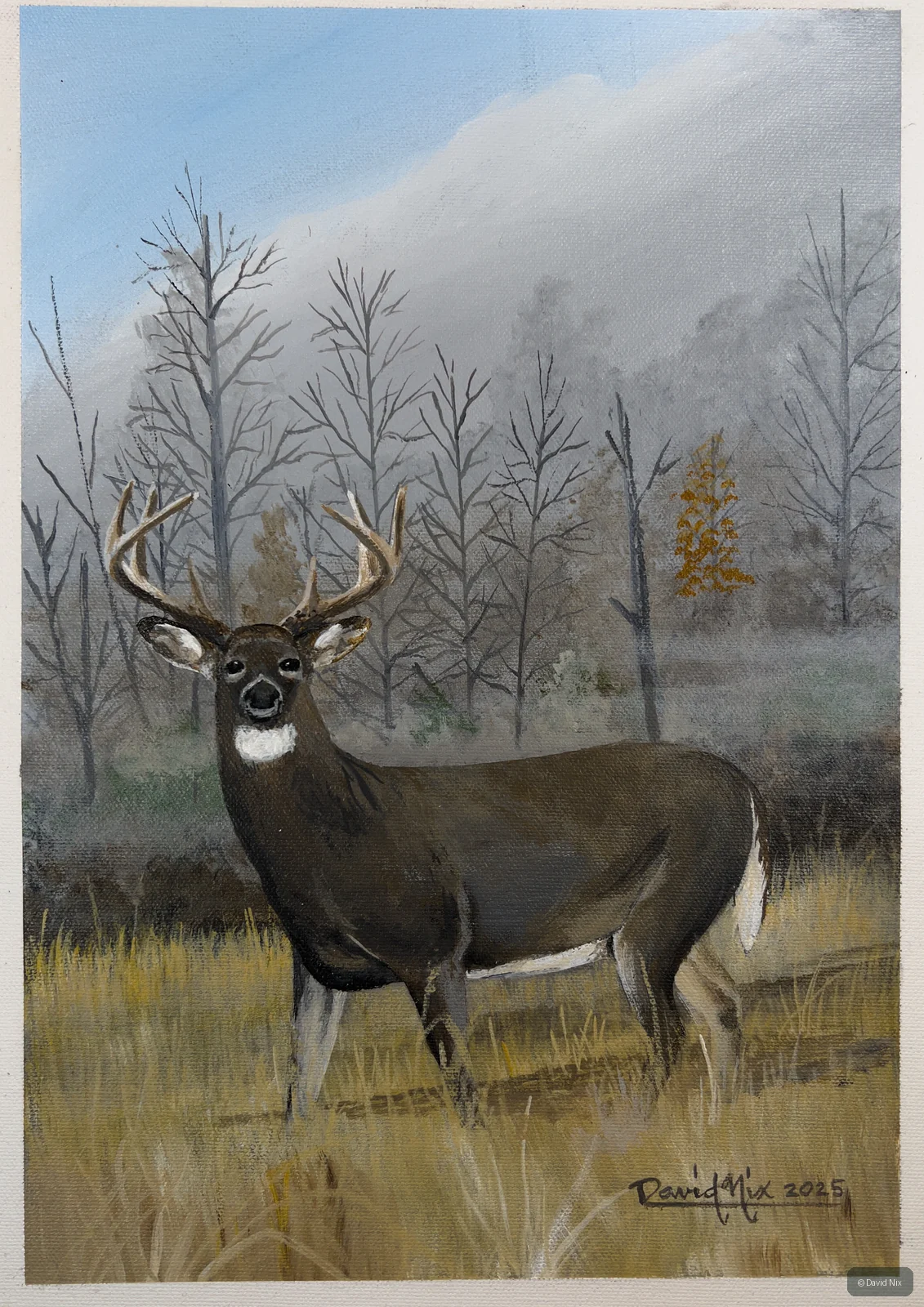 Deer in Fall; whitetail deer subject in the wildlife series.