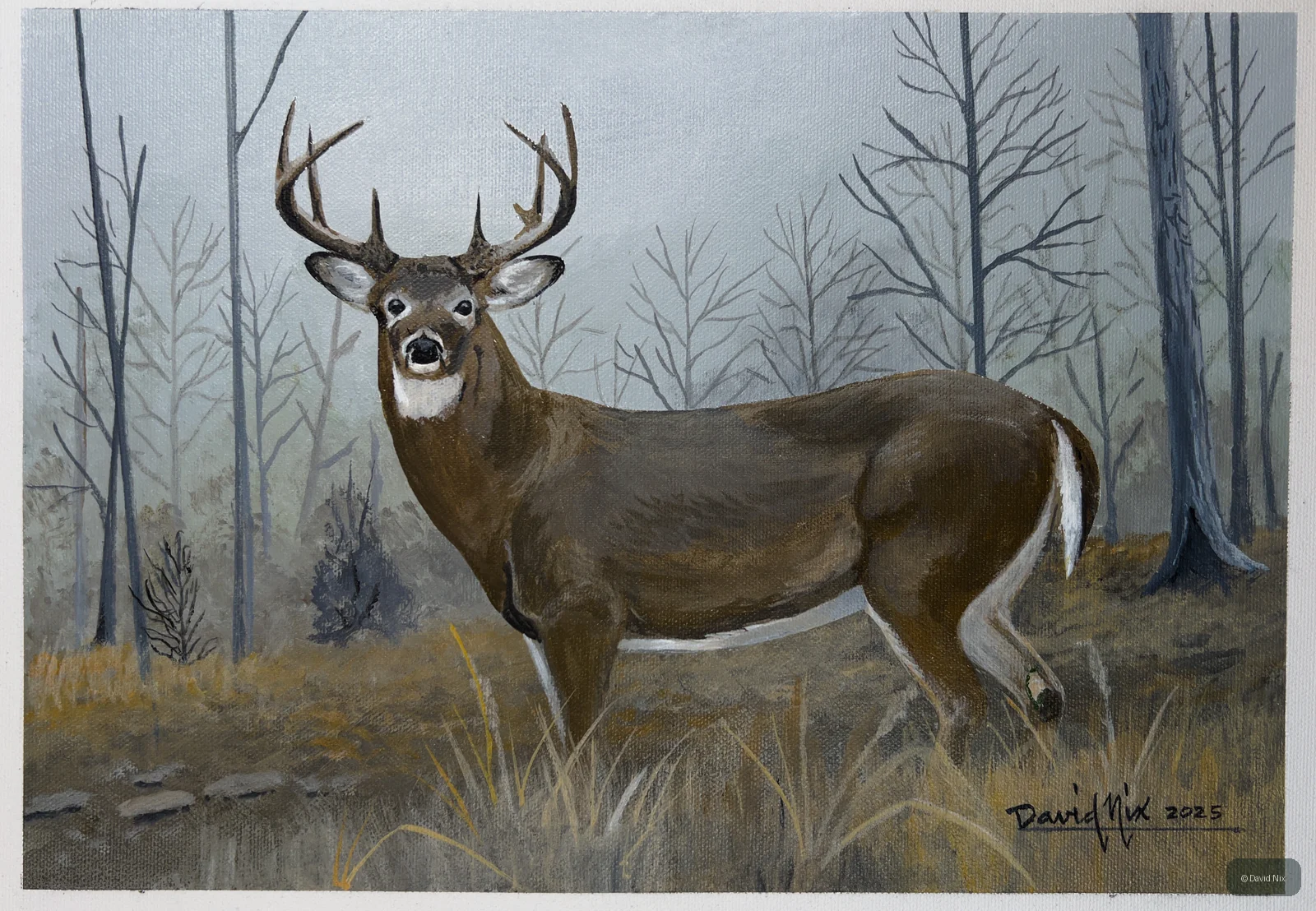 Buck in Profile; whitetail deer subject in the wildlife series.