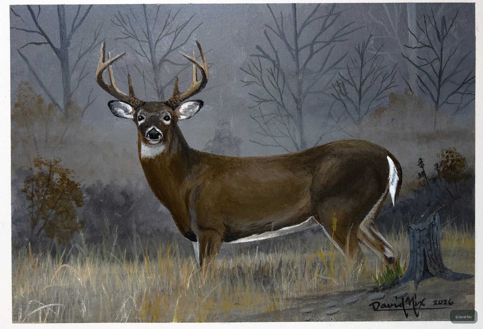 Alert Buck; whitetail deer subject in the wildlife series.