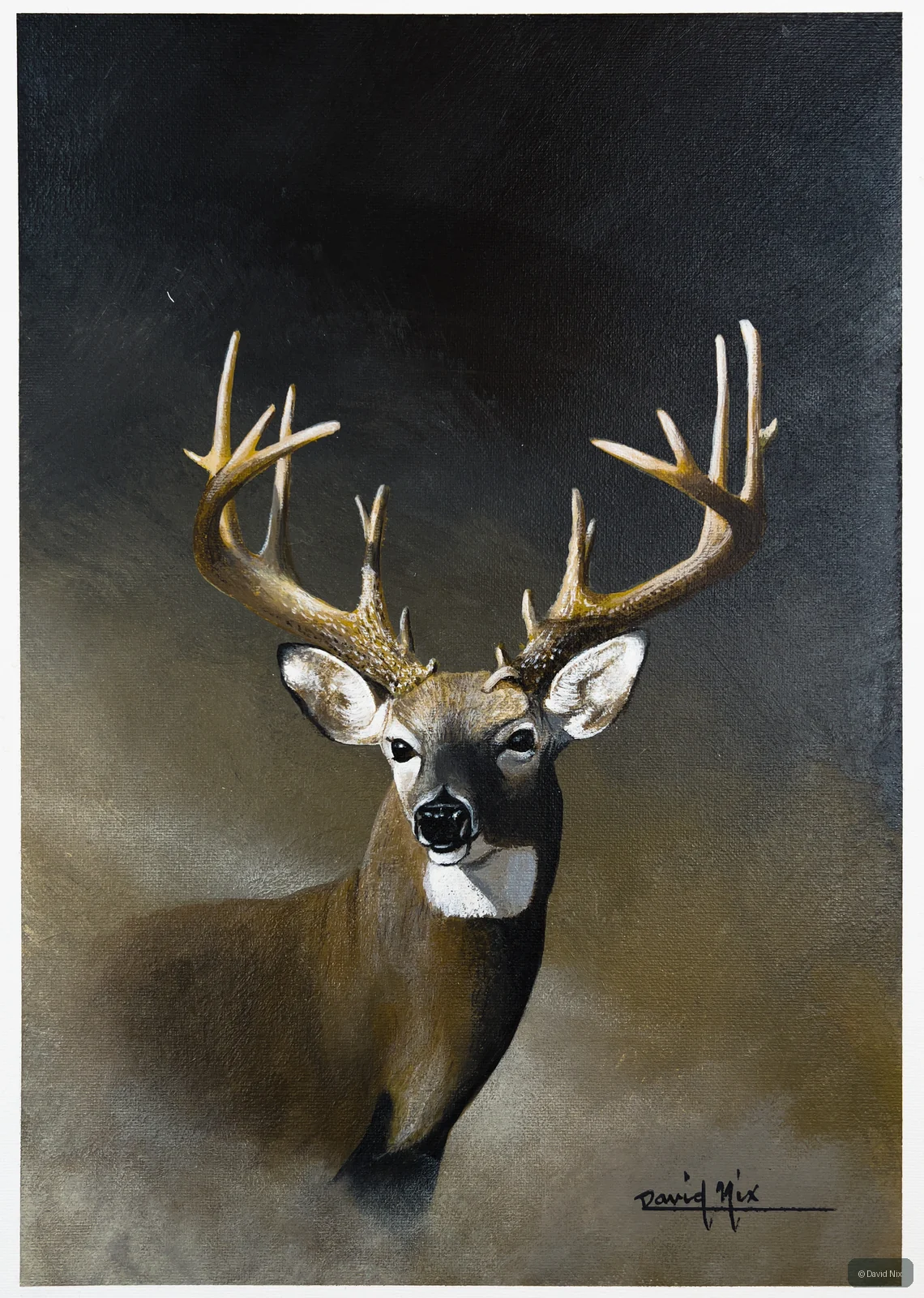 Portait of a Buck; whitetail deer subject in the wildlife series.