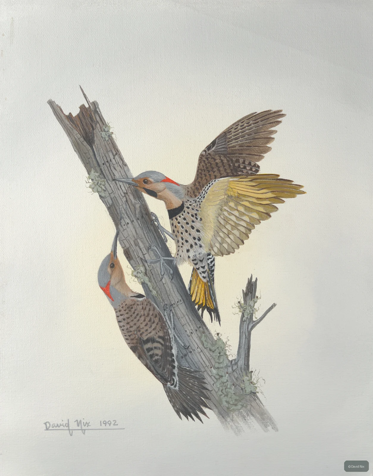 Two flickers in action around tree snag.
