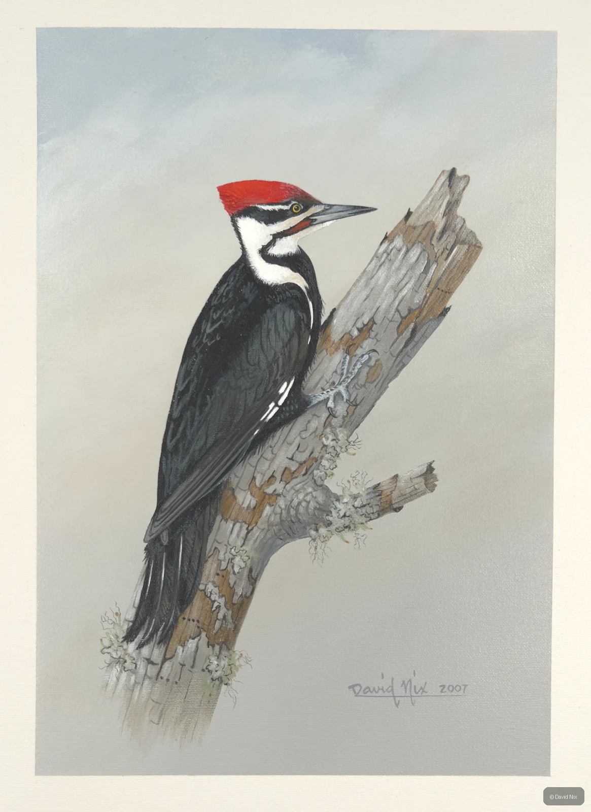 Pileated woodpecker on snag.