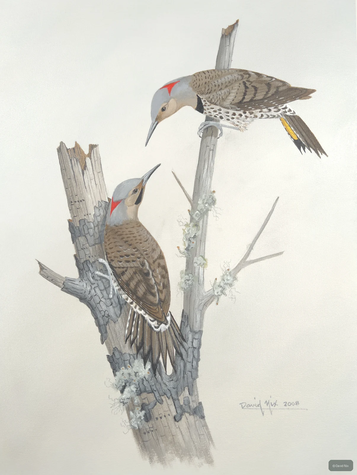 Two red-bellied woodpeckers on deadwood.
