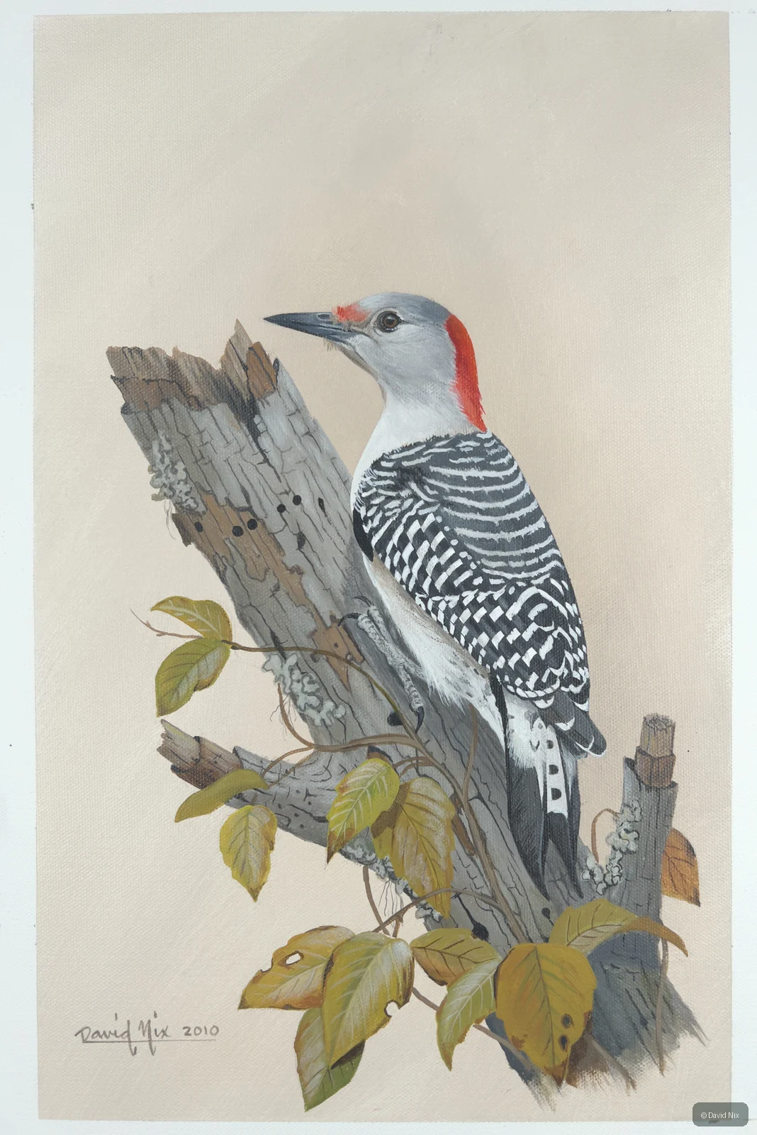 Red-bellied woodpecker with yellow leaves.