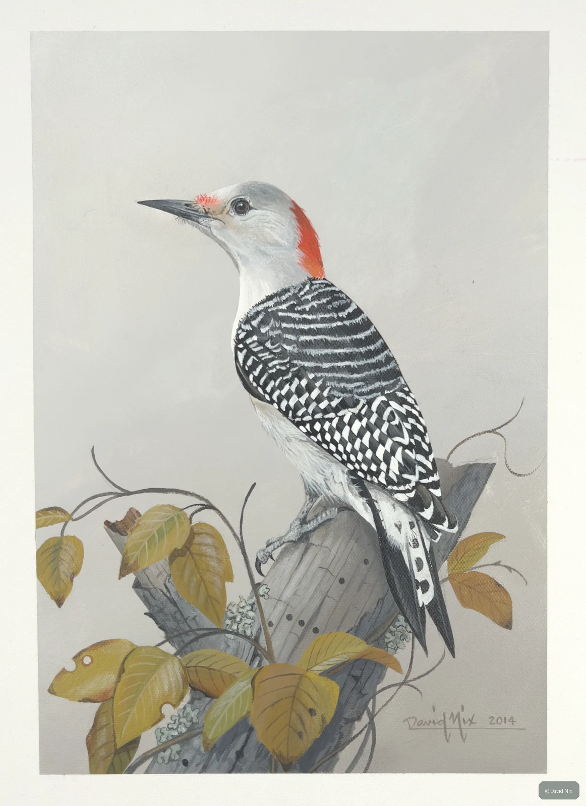 Red-bellied woodpecker with leaves.
