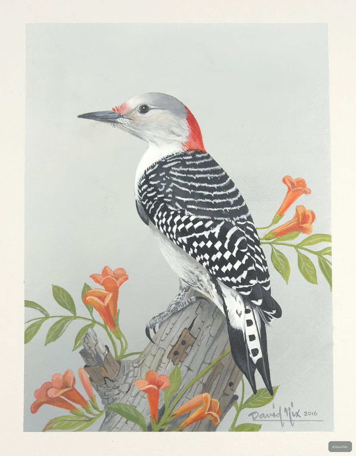 Red-bellied woodpecker with orange flowers.