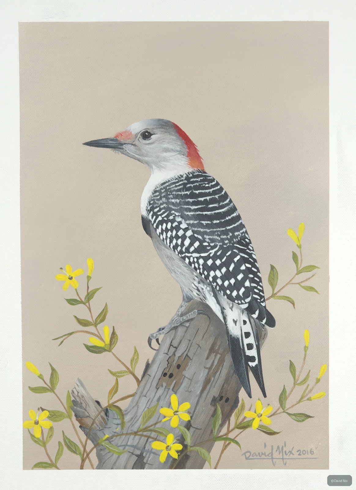 Red-bellied woodpecker with yellow flowers.