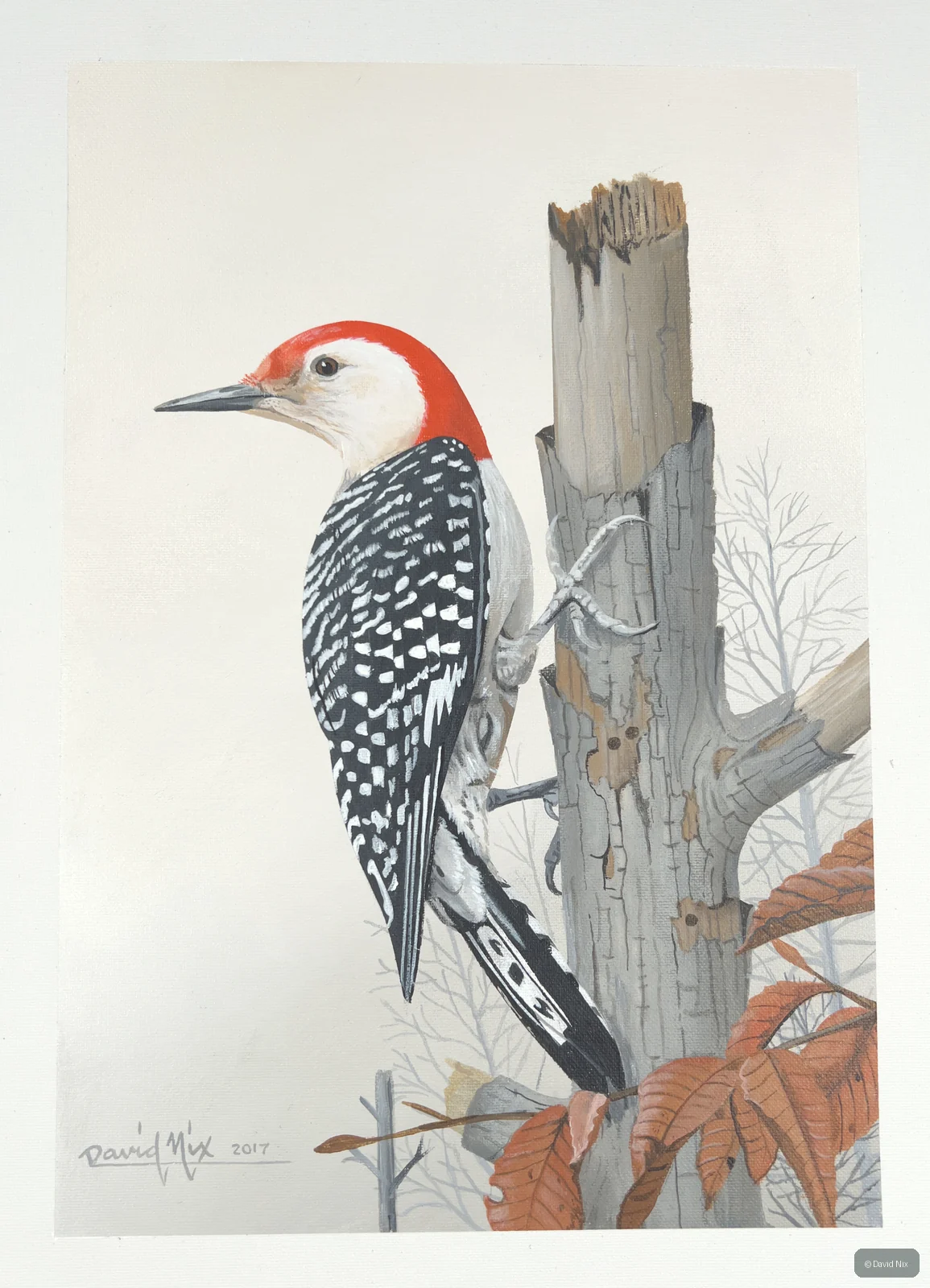 Red-bellied woodpecker on post with fall leaves.