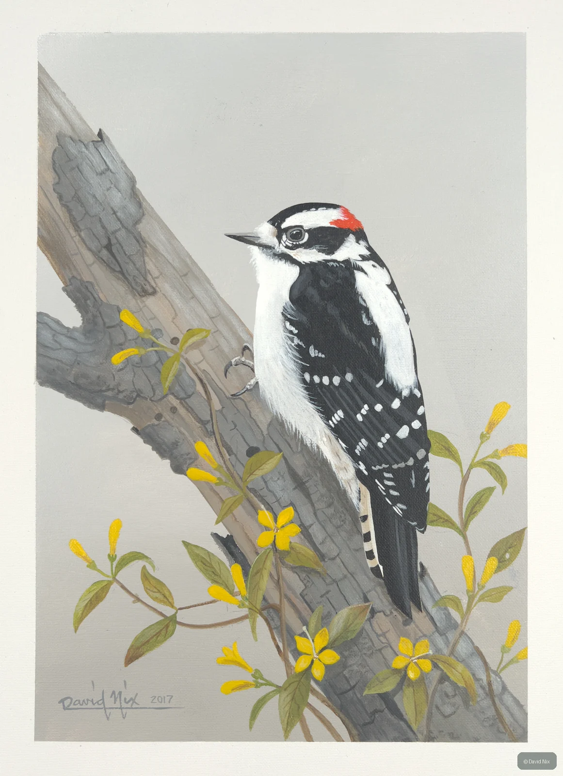 Black-and-white woodpecker on branch with yellow flowers.