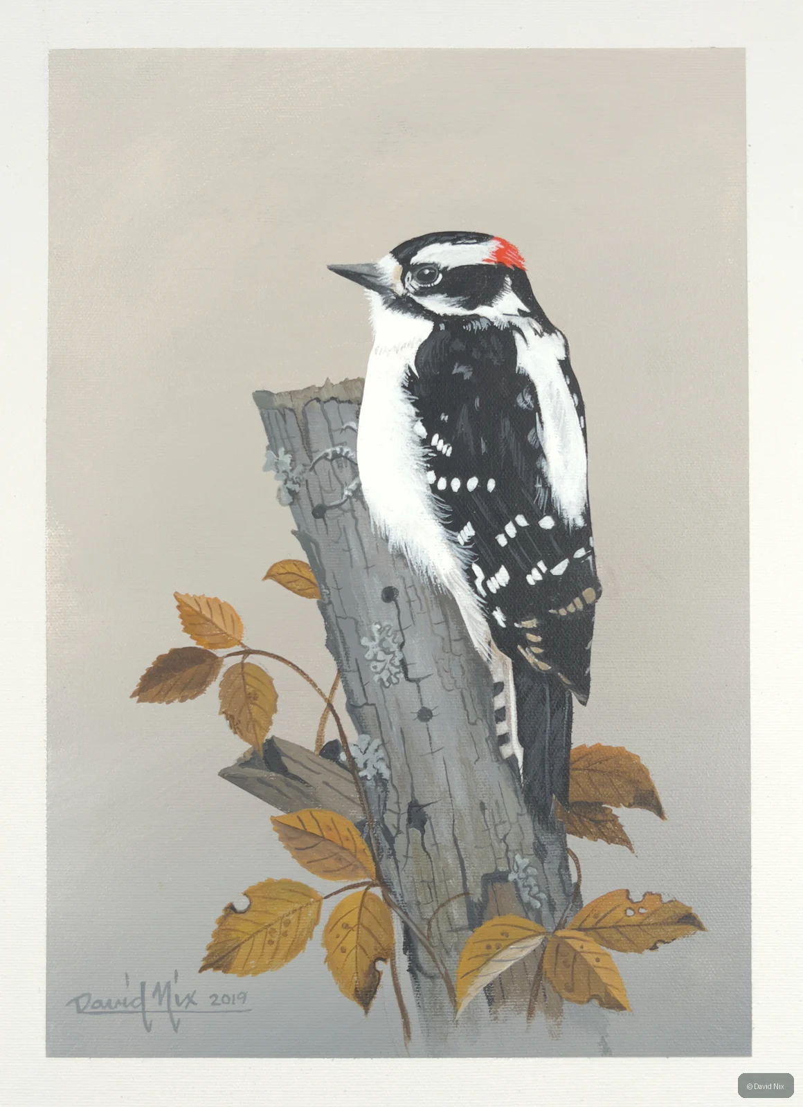 Black-and-white woodpecker with autumn leaves.