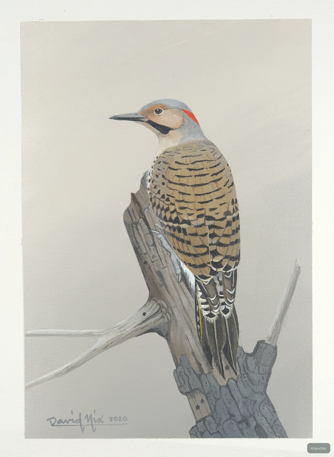 Flicker on broken snag, minimalist background.