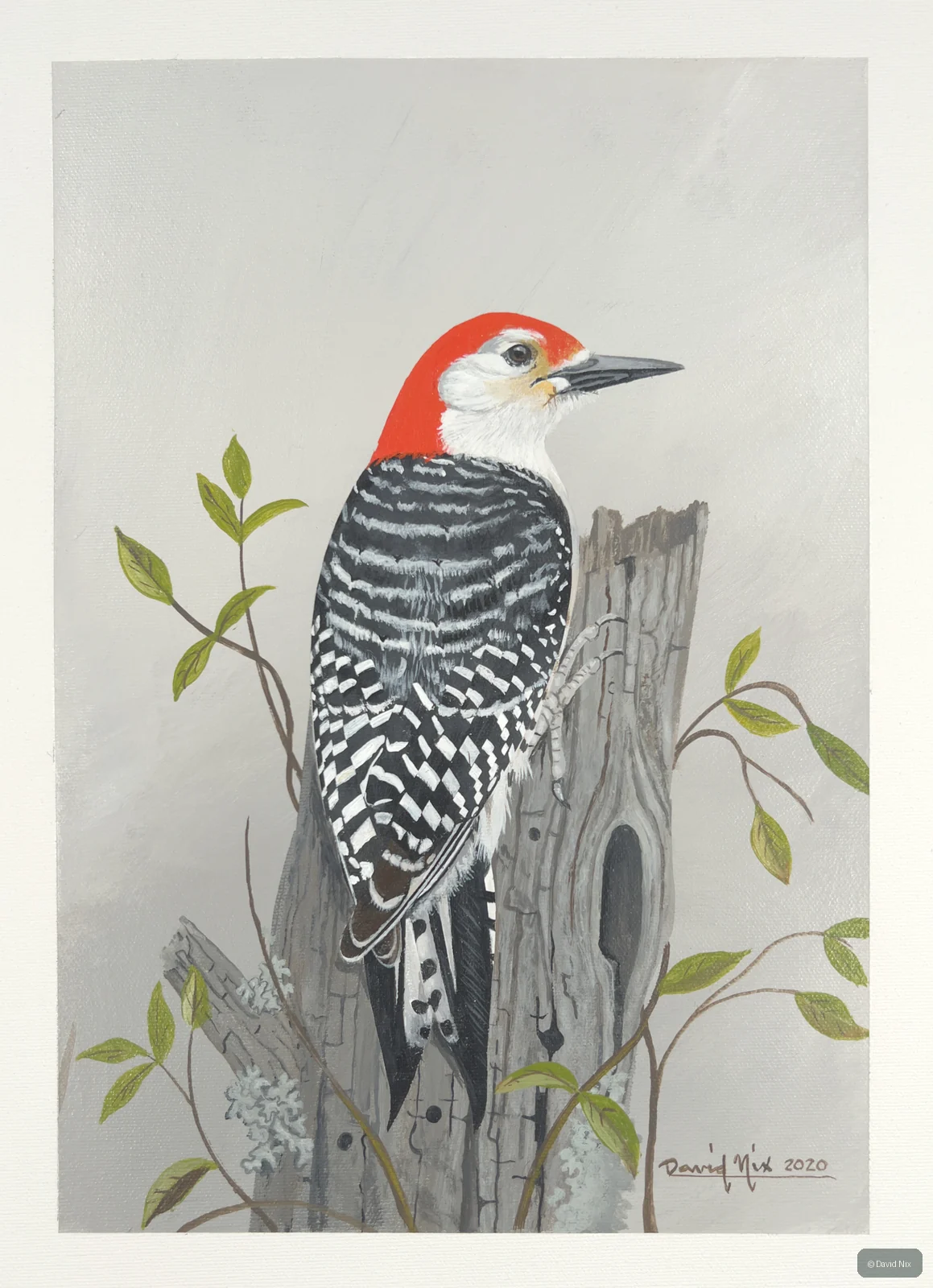 Red-bellied woodpecker on post with nest hole/leaves.