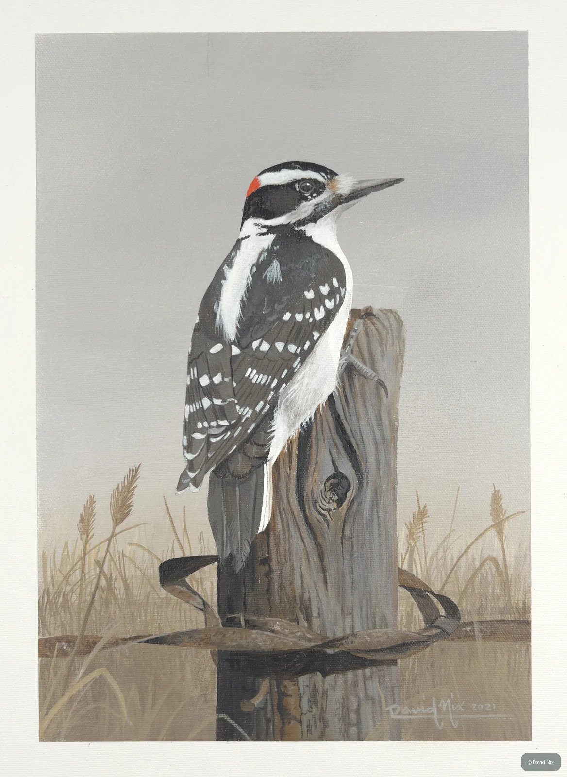 Black-and-white woodpecker on fencepost.