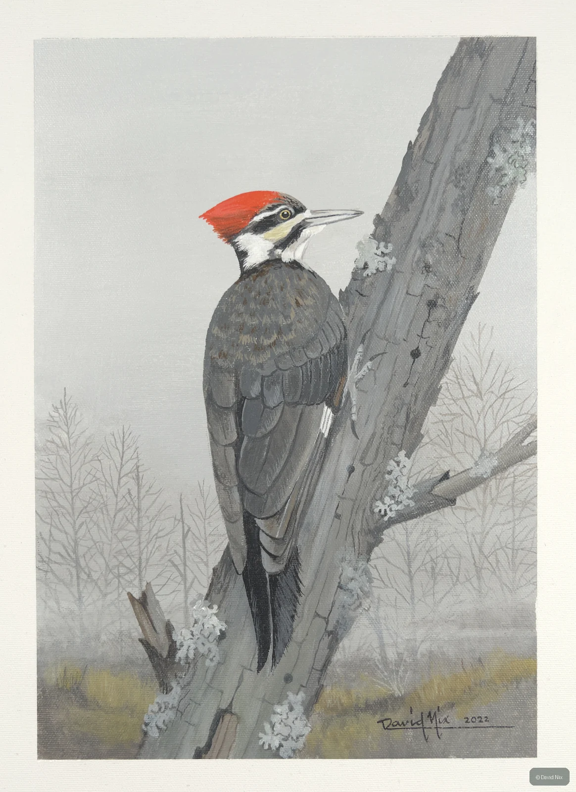 Pileated woodpecker rear view on tree.