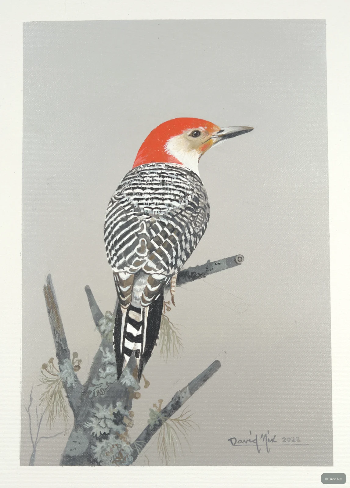 Red-bellied woodpecker on branch, minimalist.