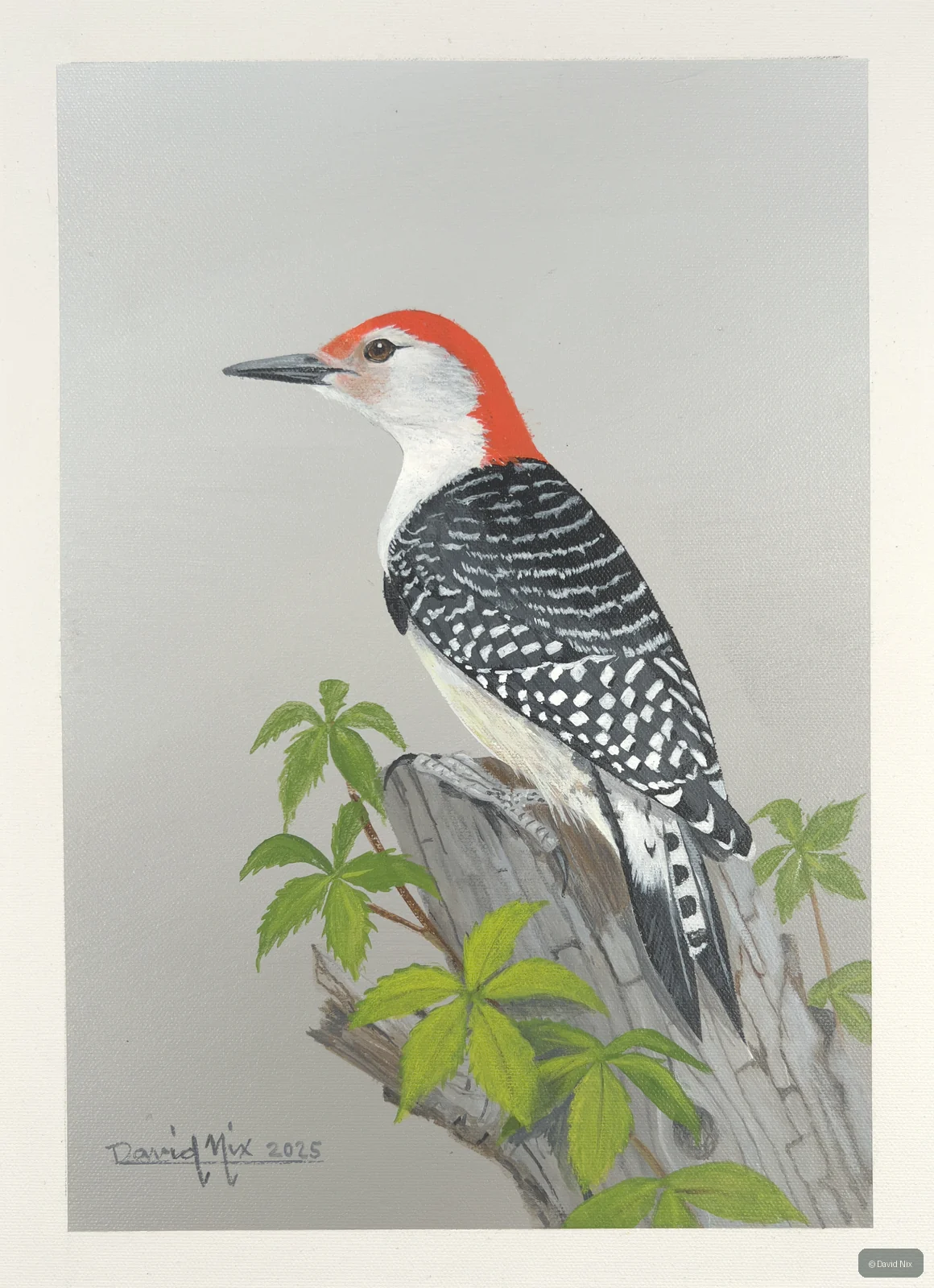 Red-bellied woodpecker with green foliage.