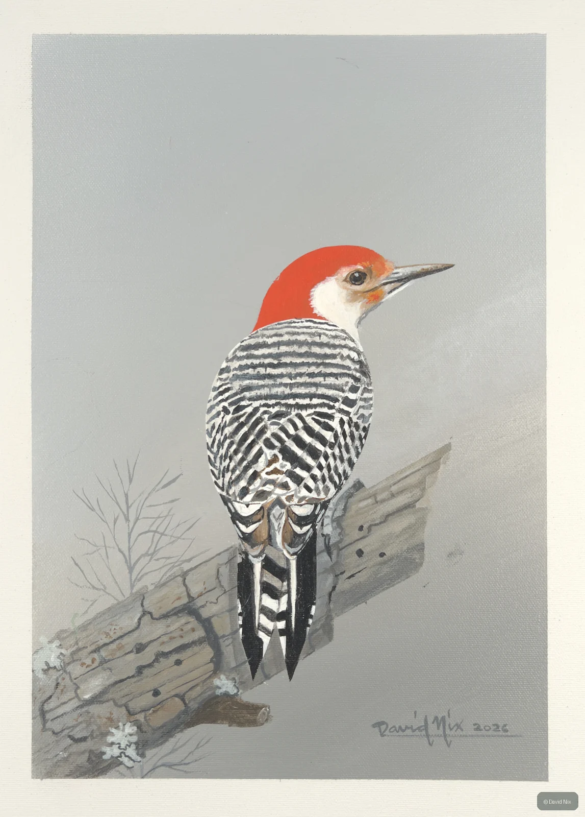 Red-bellied woodpecker on weathered board.