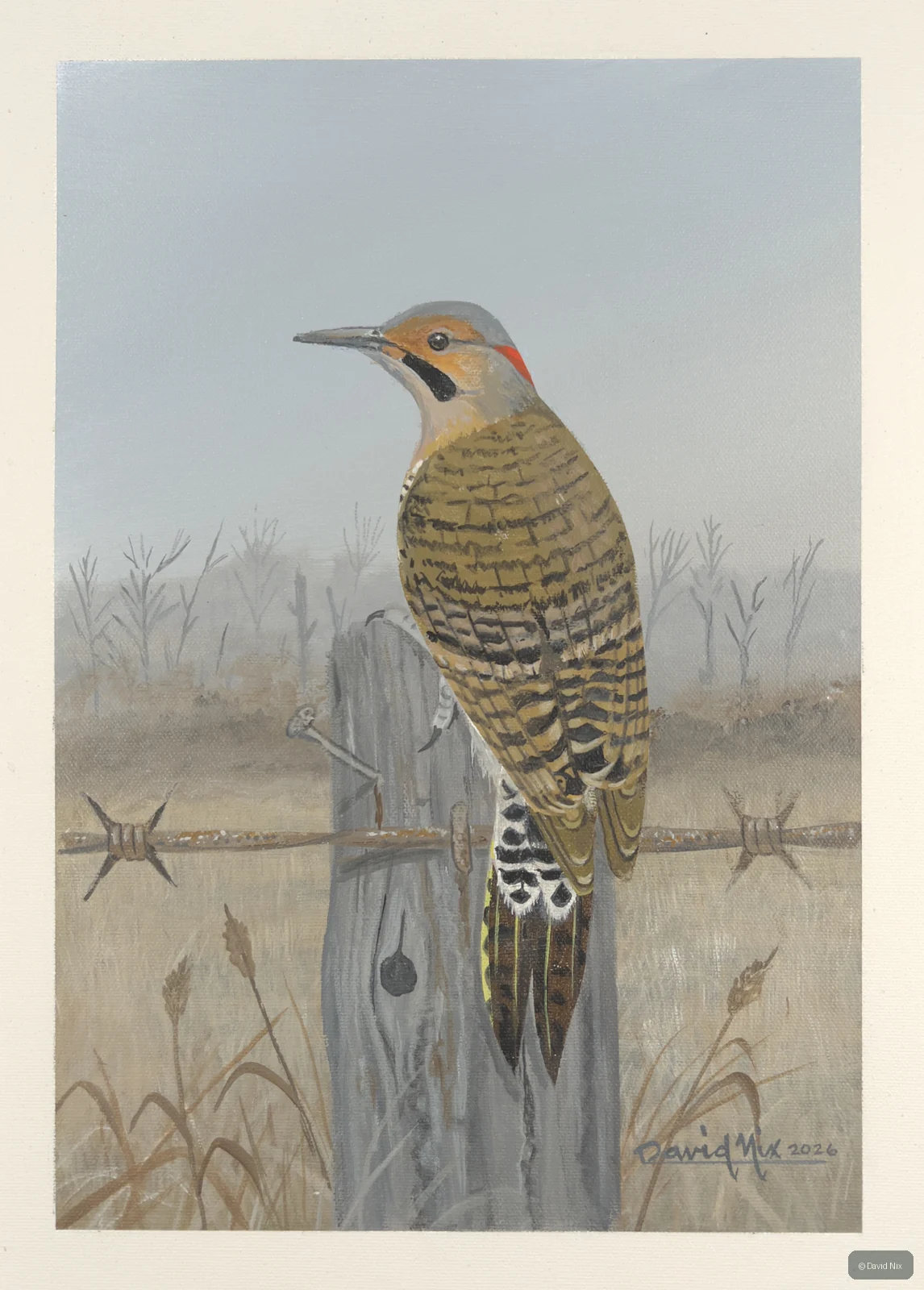 Flicker on fencepost in field.